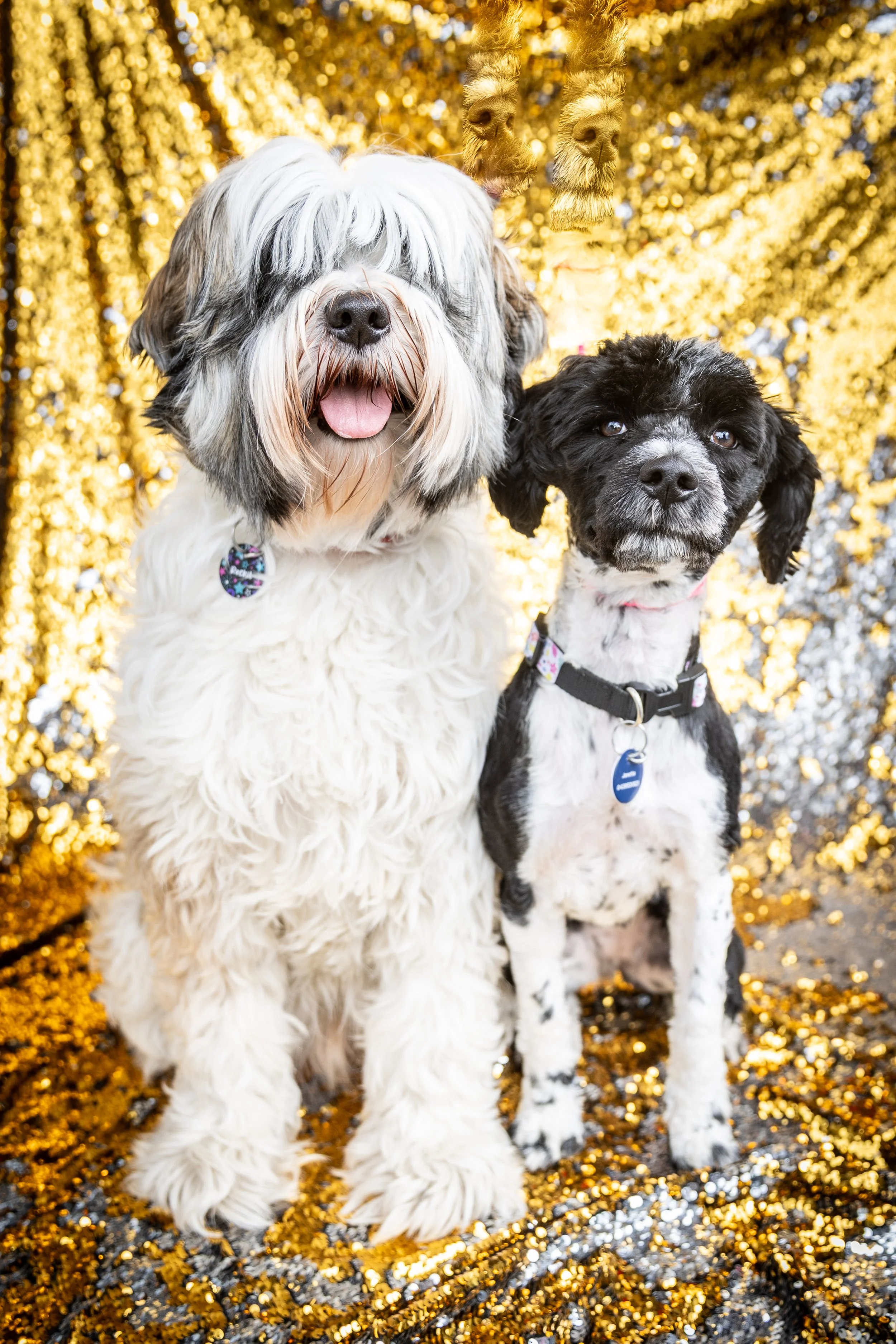 Bellboy_International Dog Day Photobooth_10-41.jpg