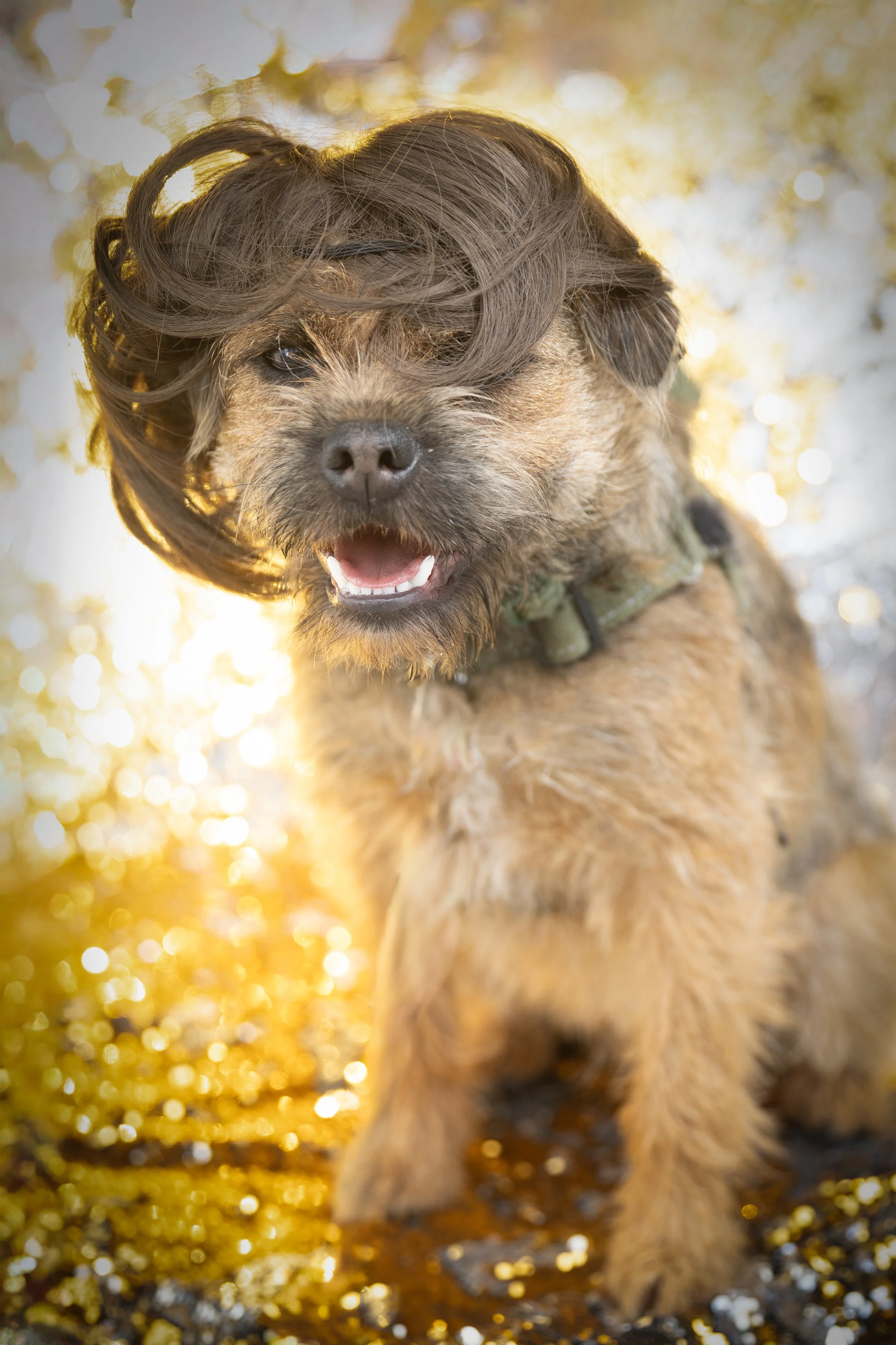 Bellboy_International Dog Day Photobooth_10-72.jpg