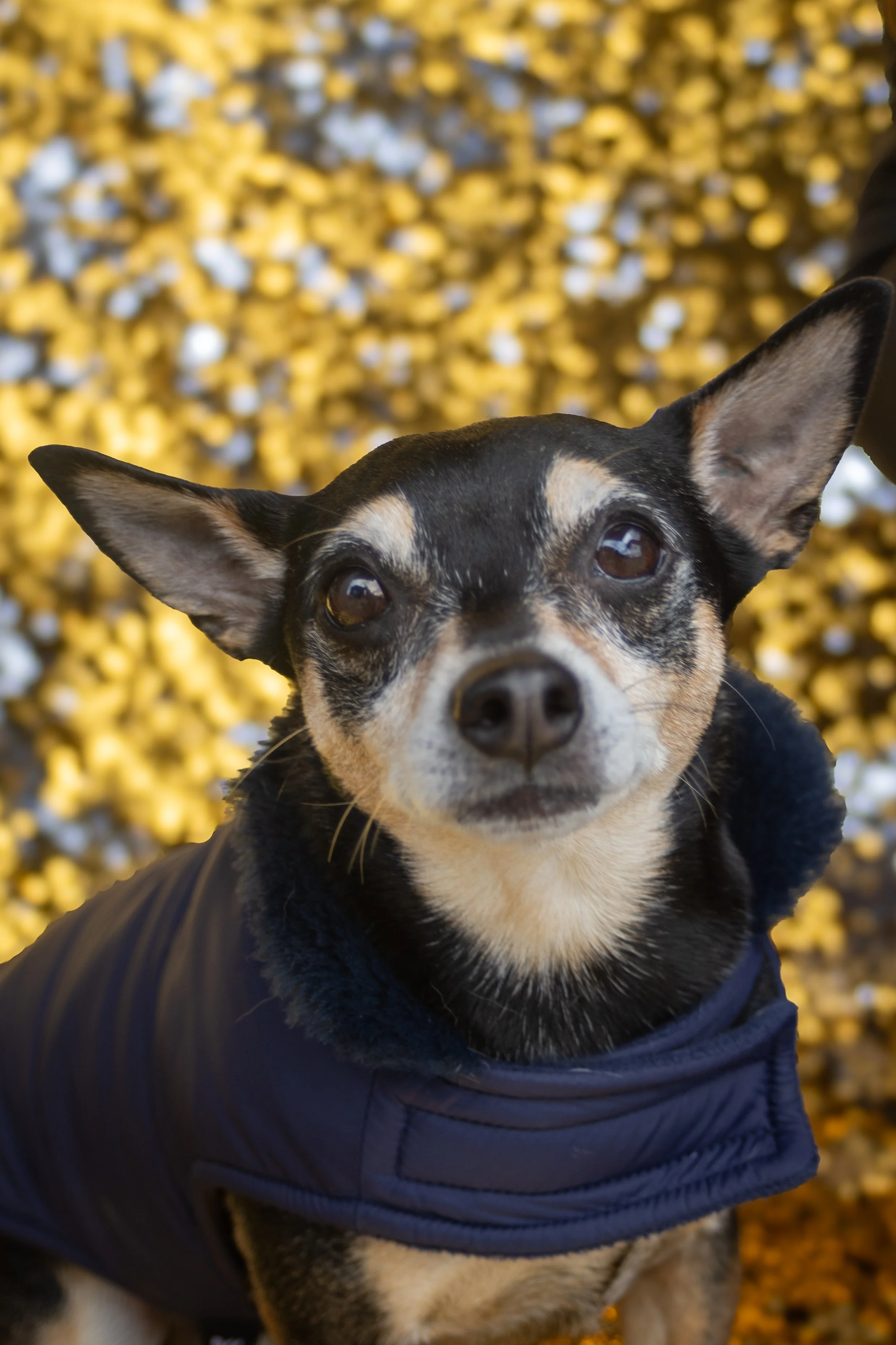 Bellboy_International Dog Day Photobooth_10-57.jpg