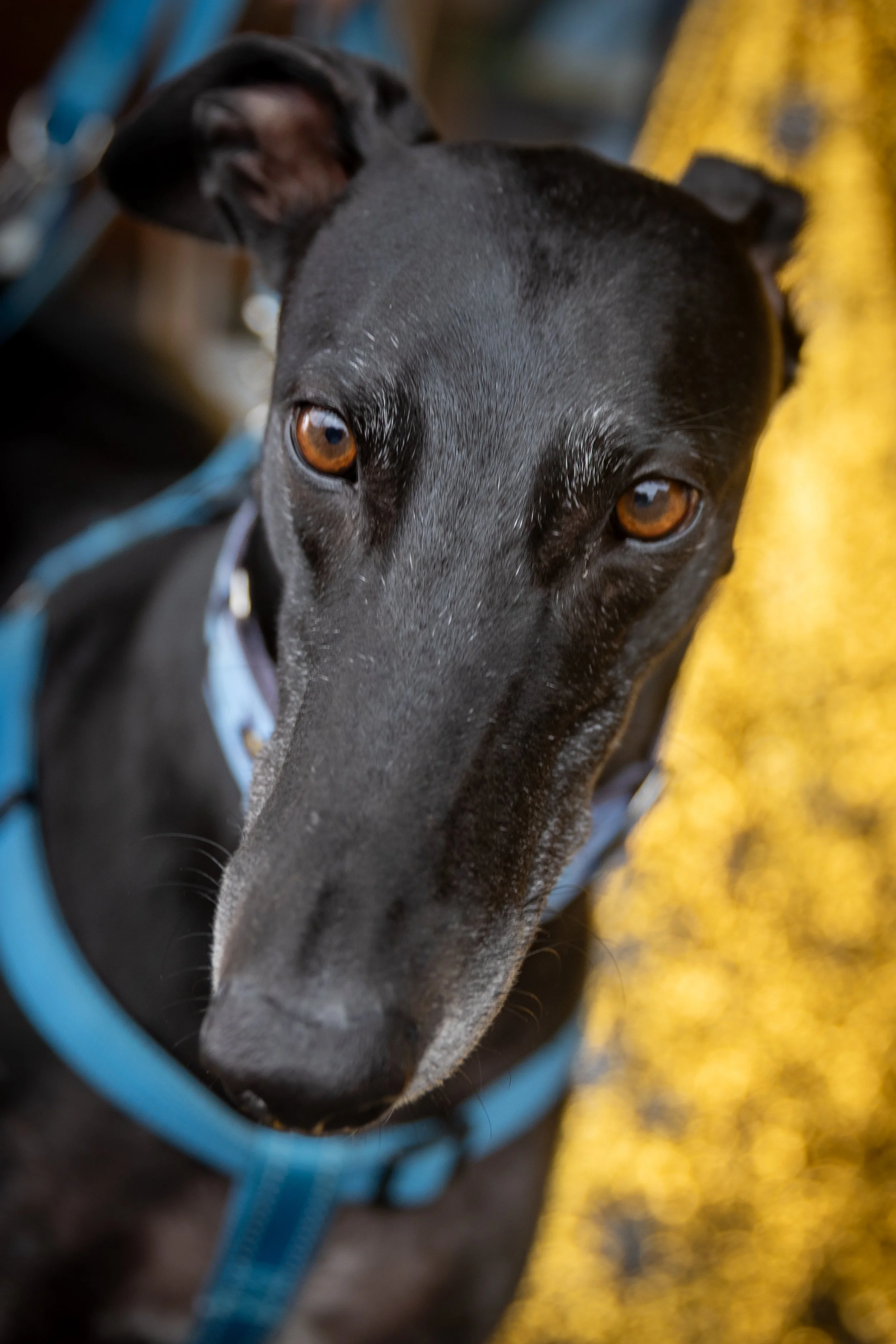 Bellboy_International Dog Day Photobooth_10-1.jpg