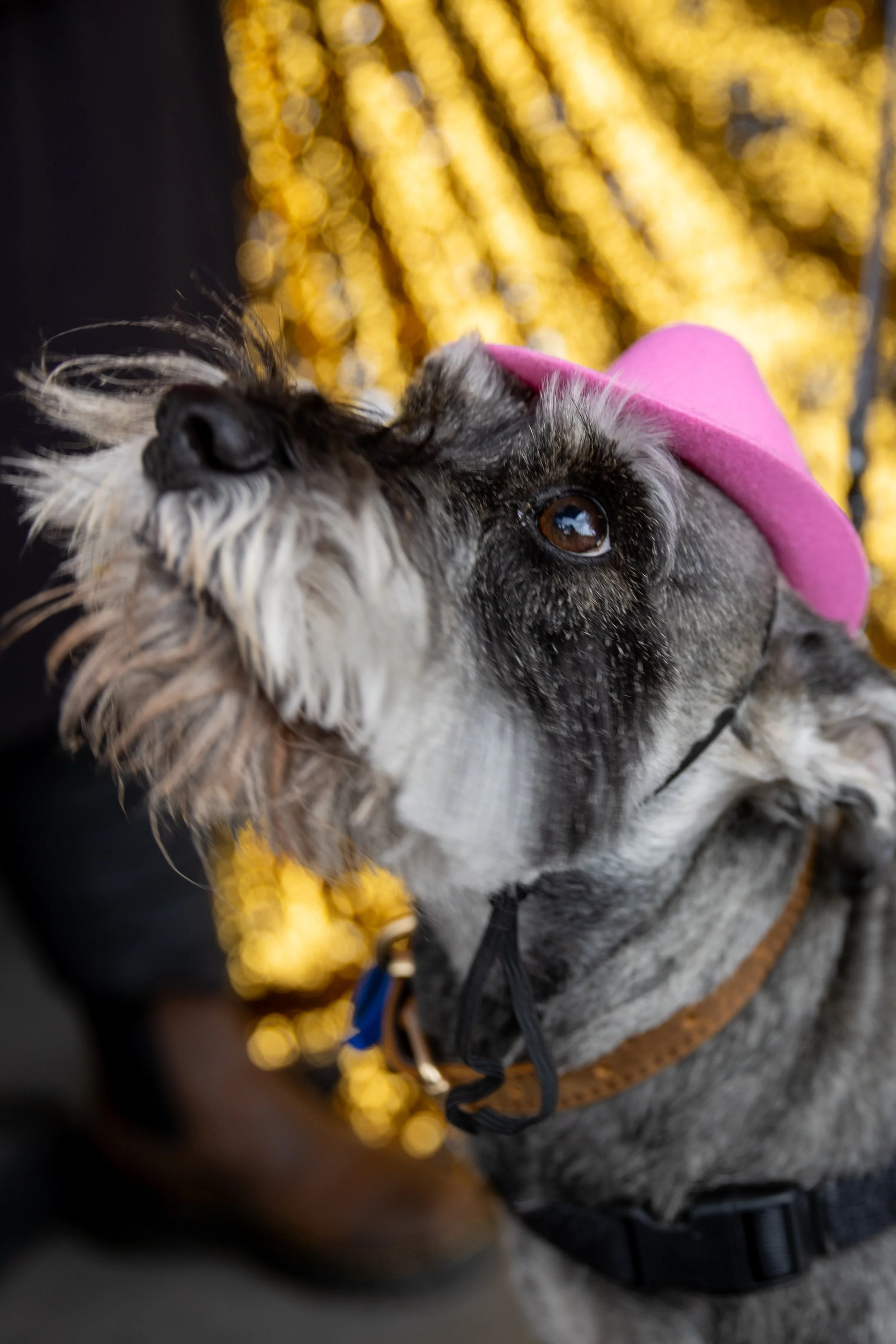 Bellboy_International Dog Day Photobooth_10-95.jpg