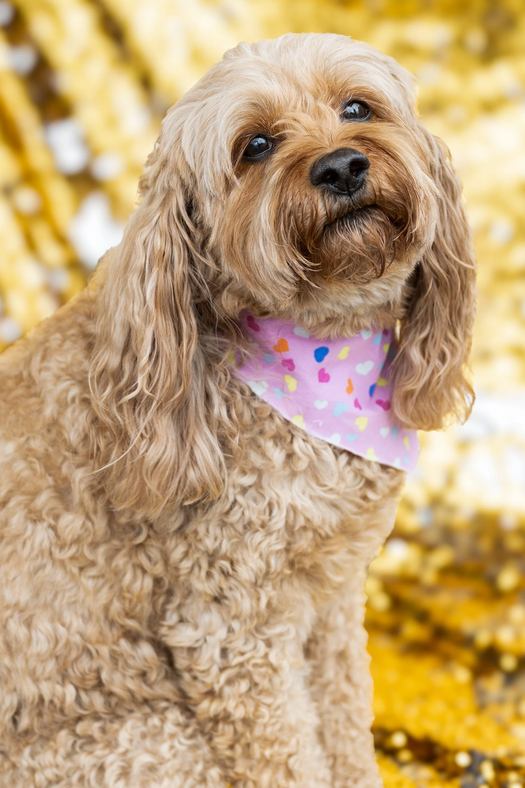 Tom Noble Creative_Bellboy Dog Photography_6.jpg
