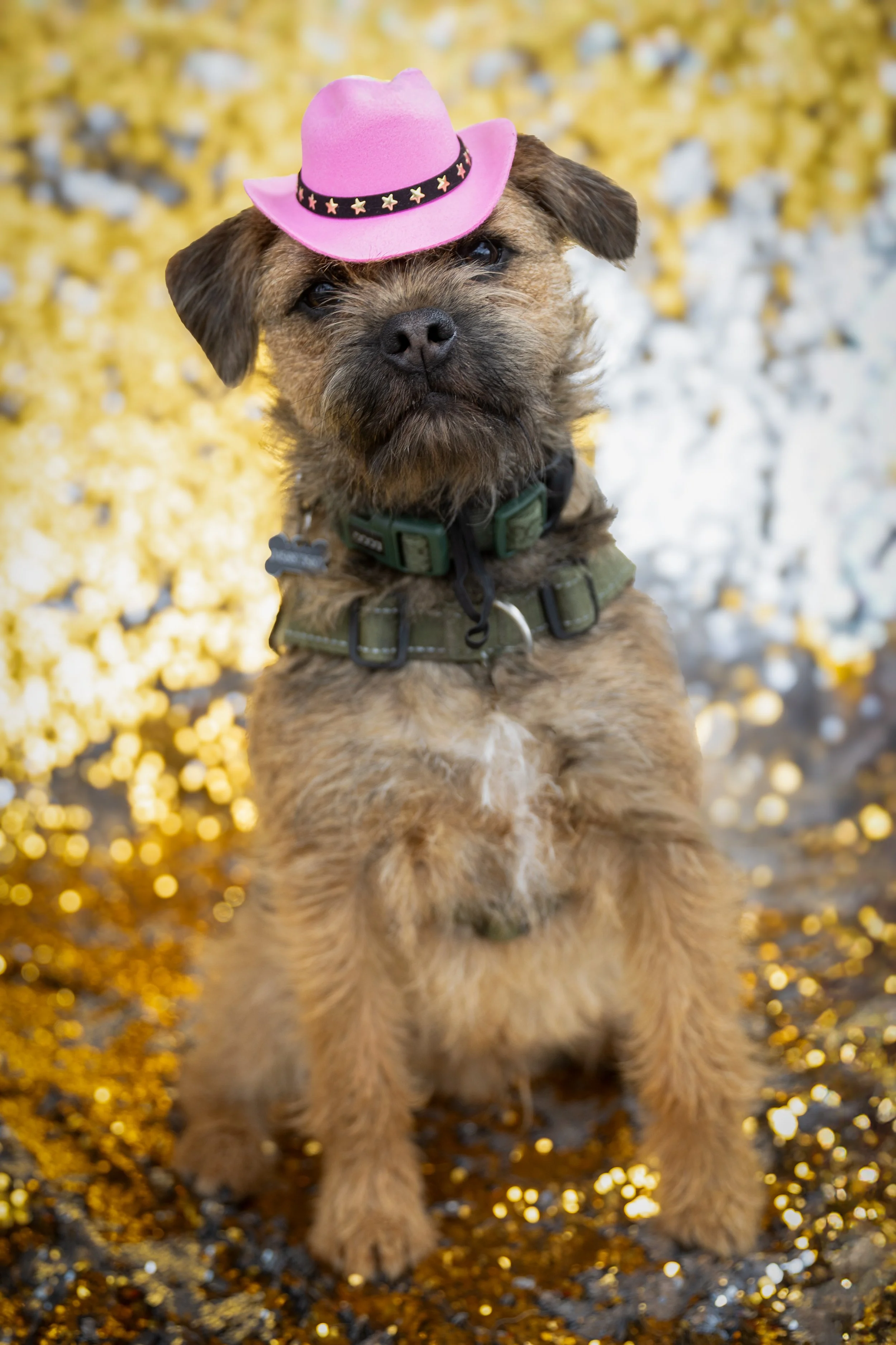 Bellboy_International Dog Day Photobooth_10-71.jpg
