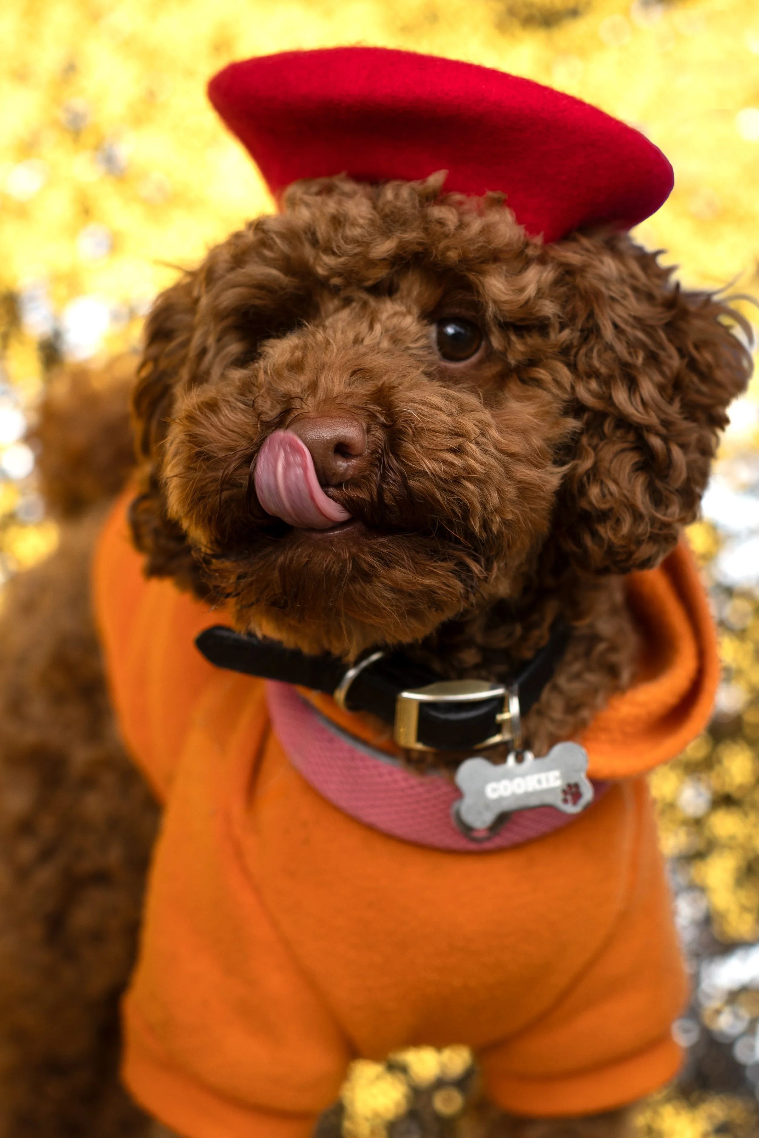 Tom Noble Creative_Bellboy Dog Photography_.jpg