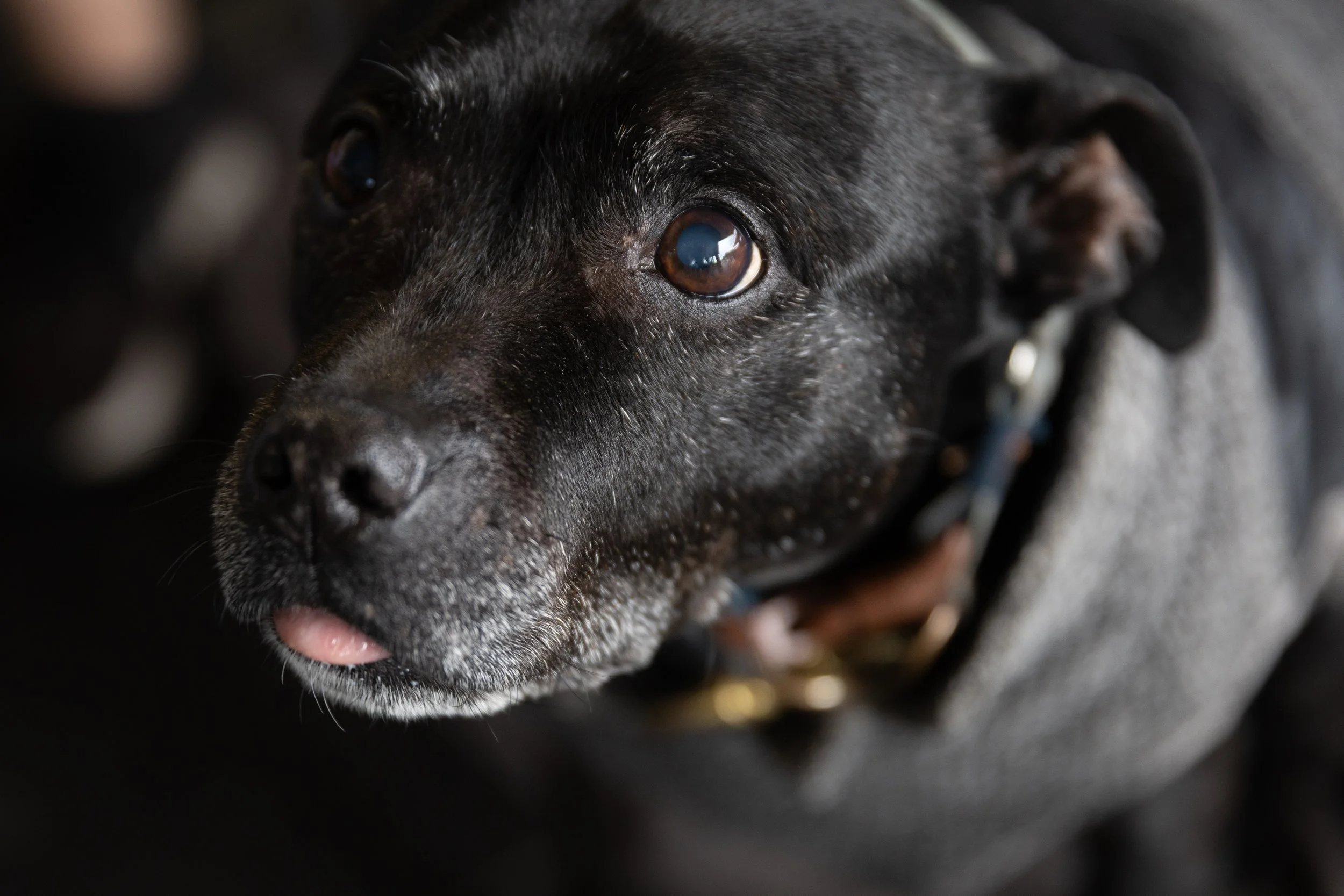 Bellboy_International Dog Day Photobooth_10-9.jpg