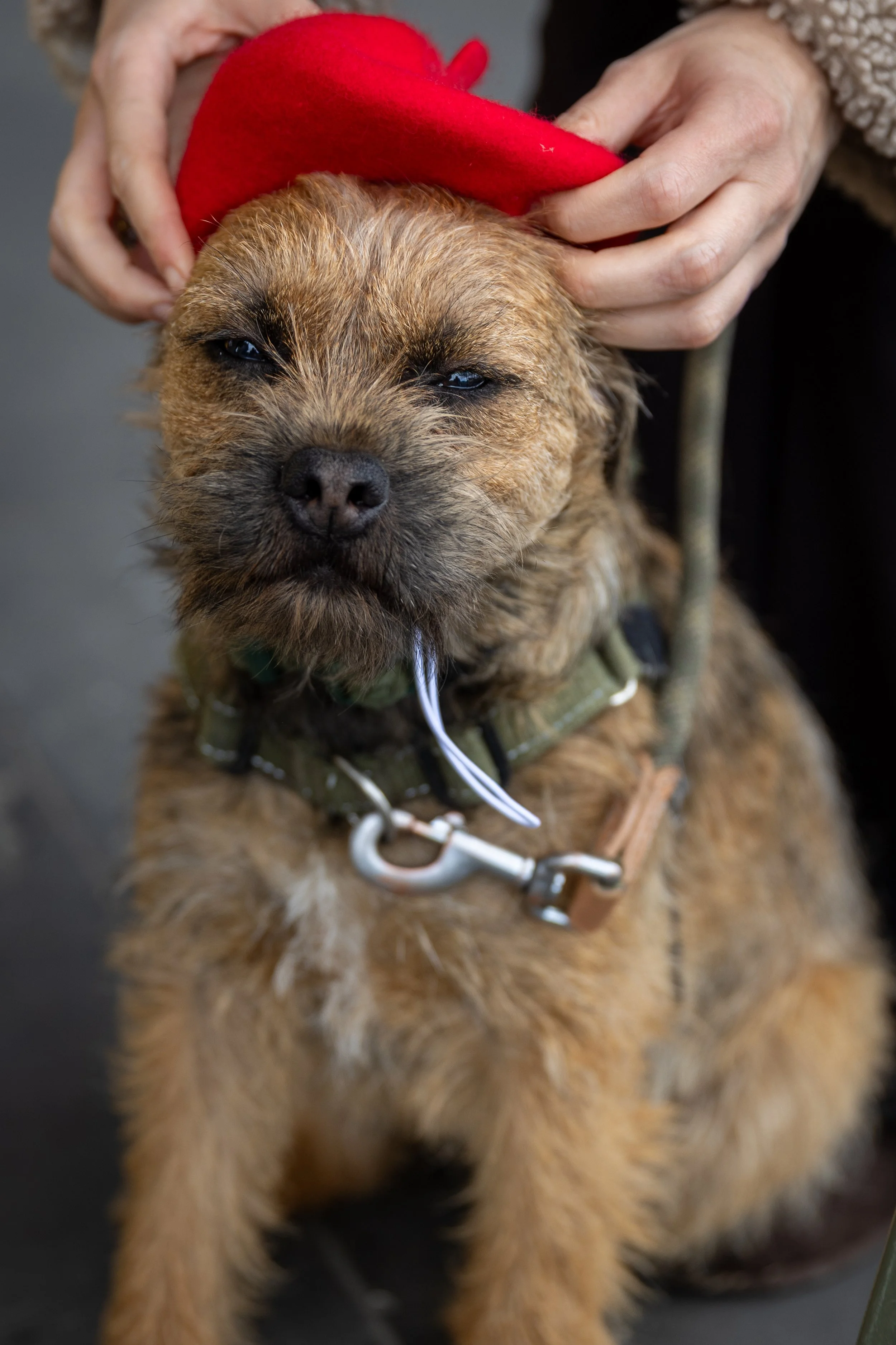 Bellboy_International Dog Day Photobooth_10-66.jpg