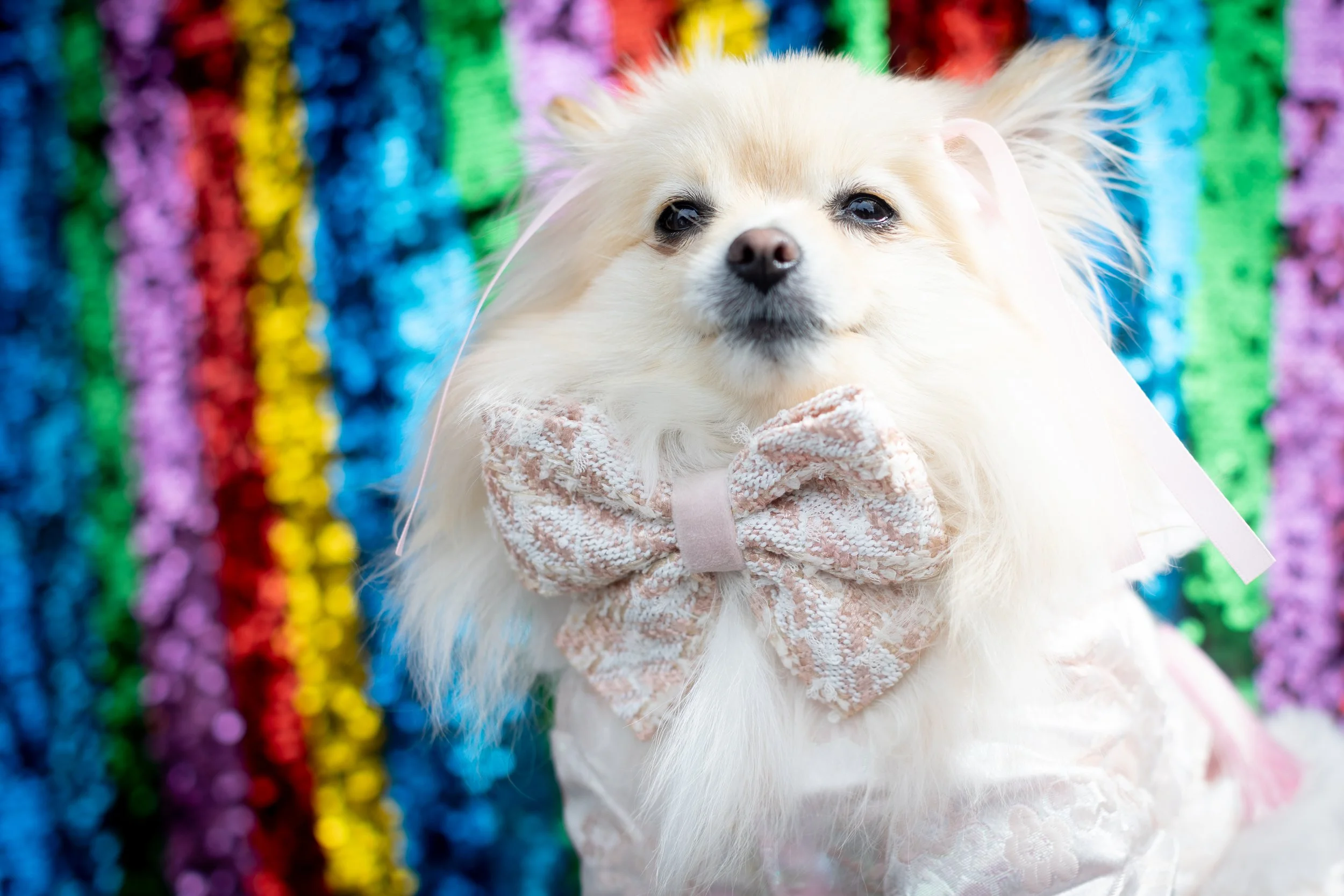 Bellboy_International Dog Day Photobooth_10-107.jpg