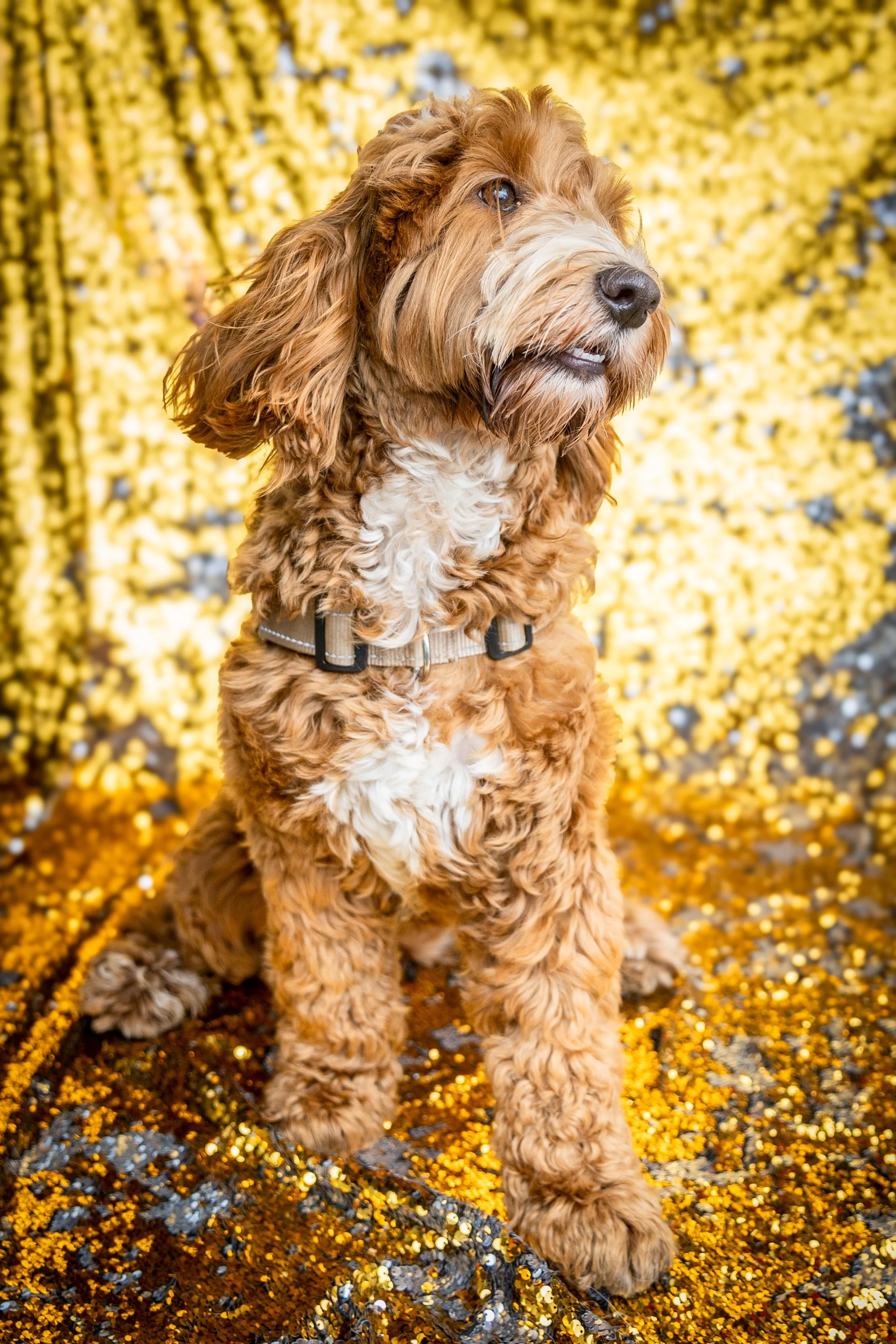 Bellboy_International Dog Day Photobooth_10-45.jpg
