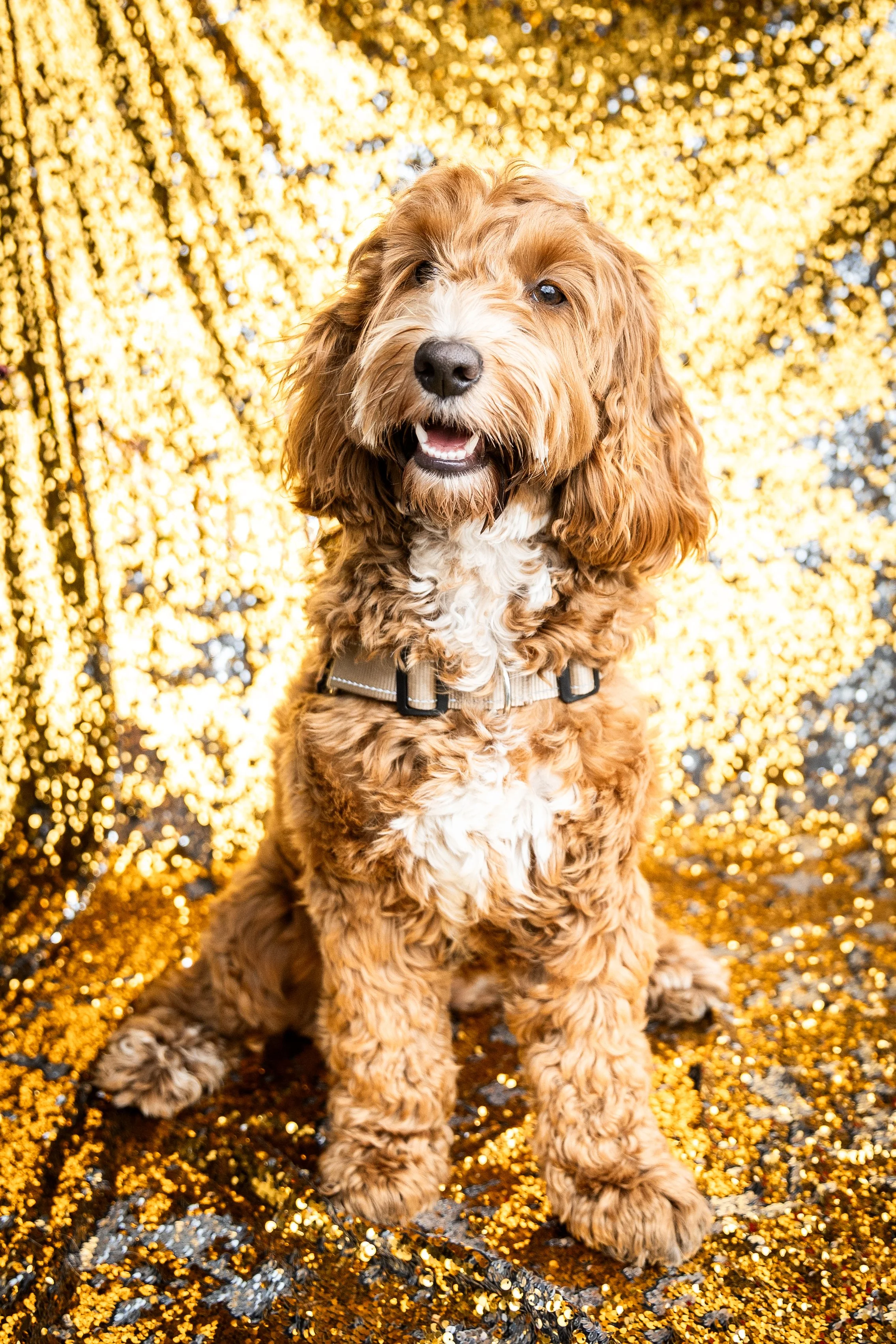 Tom Noble Creative_Bellboy Dog Photography_1.jpg