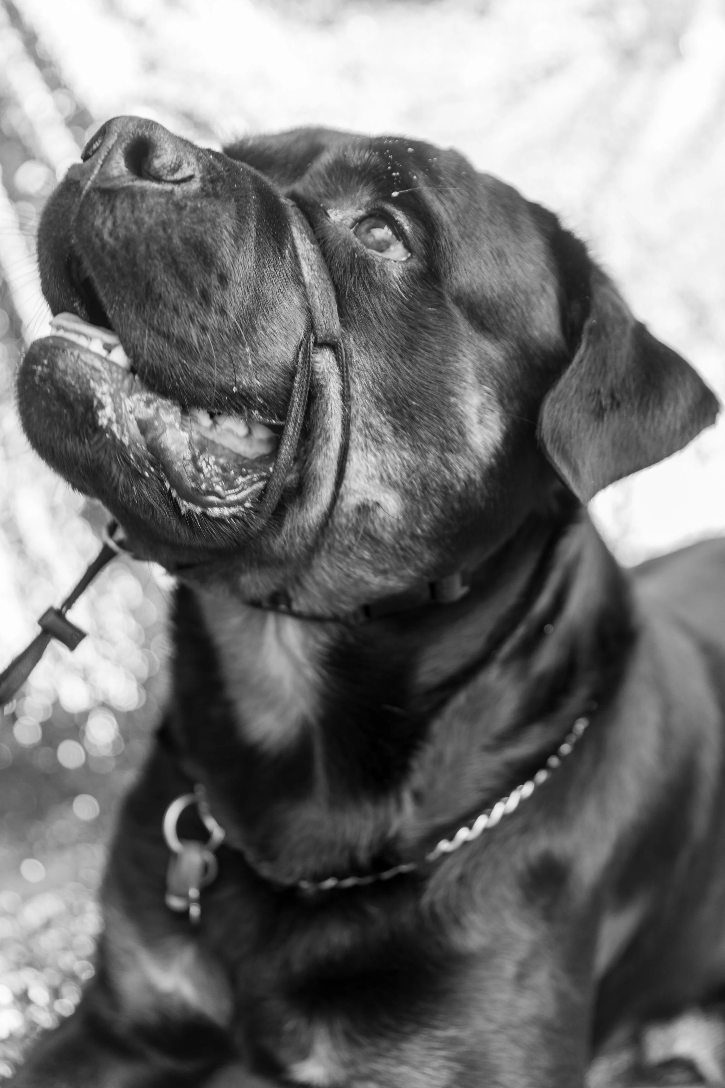 Bellboy_International Dog Day Photobooth_10-28.jpg