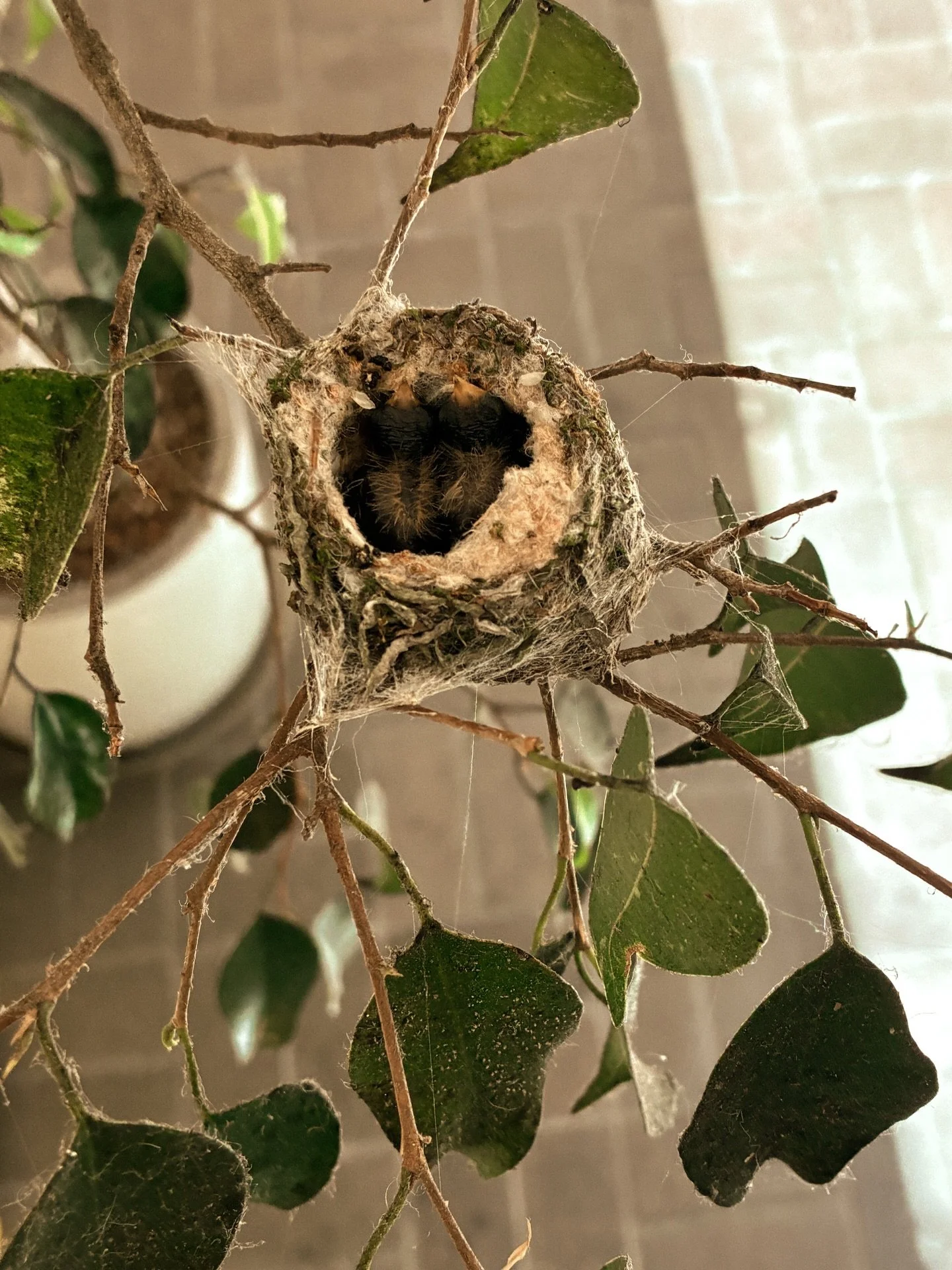 A hummingbird built her nest right outside our door.

This week, the eggs hatched.

She chose a place that felt steady.
Quiet enough.
Undisturbed enough.
Safe enough to return to, again and again.

We didn&rsquo;t plan for this. But it says something