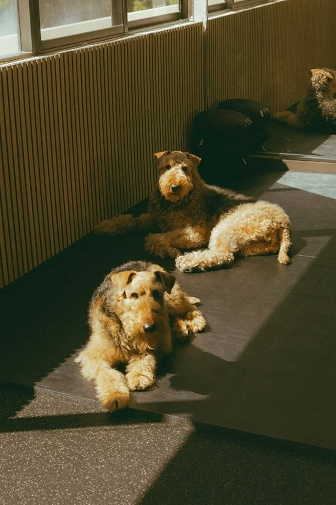 Therapy dogs at Healcove San Diego.