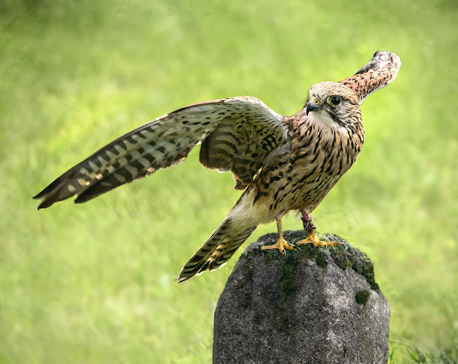 Kestrel by Judy Bell