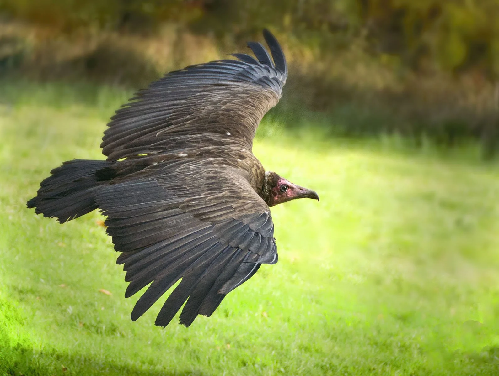 Vulture in Flight by Judy Bell