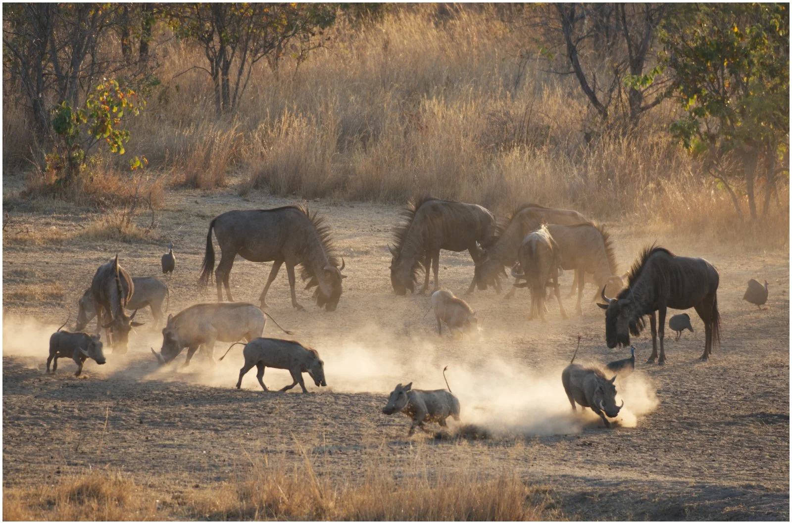 Wildlife On A Dusty Plain by Margaret Edwards