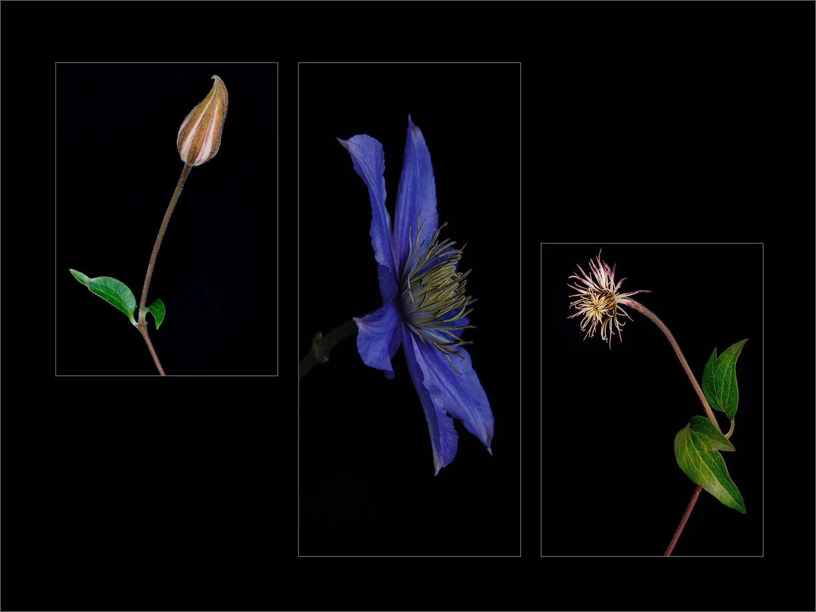 'The Circle Of Life' by Pete Corser