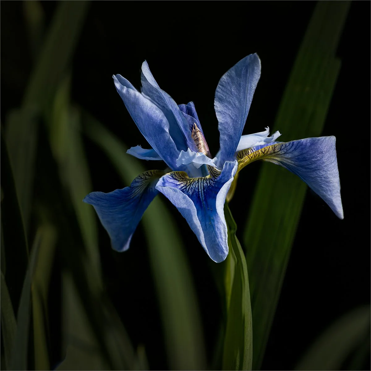 Perrys Blue Iris by Pete Corser