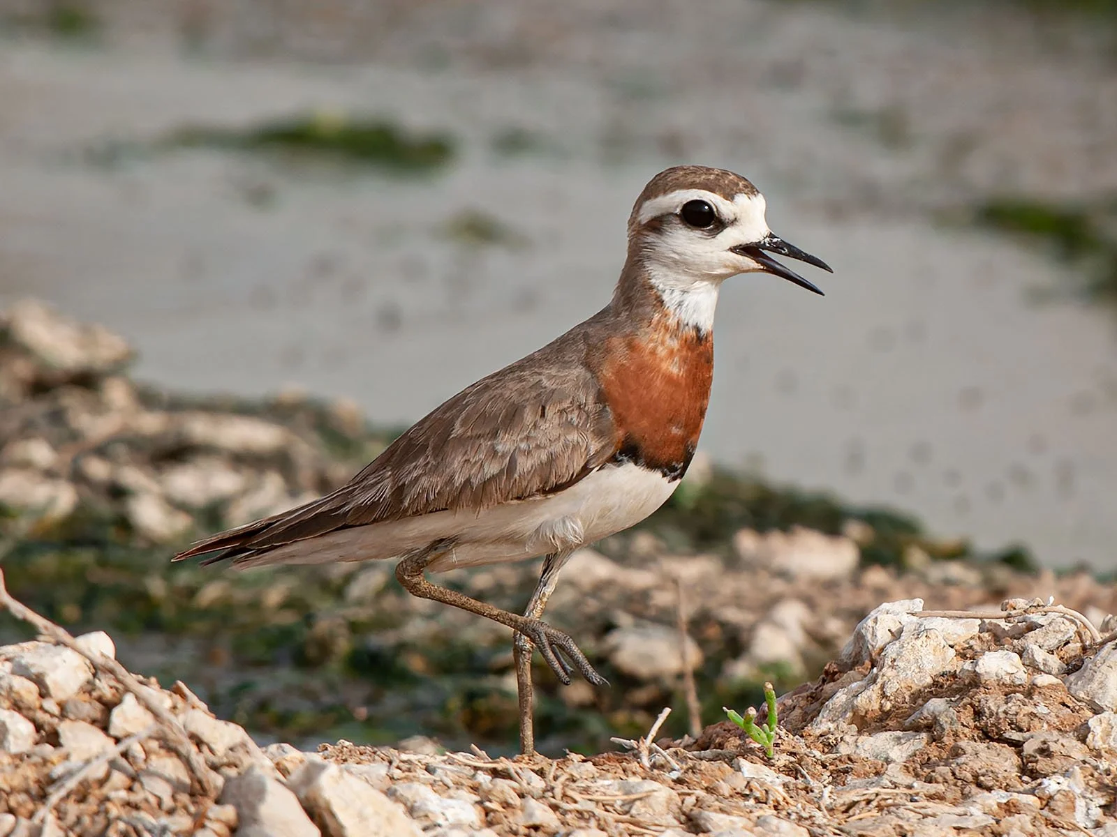 Caspian Plover  by Adrian Drummond-Hill