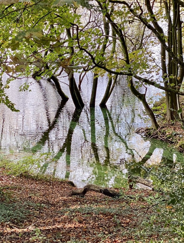 Tree Reflections by Margaret Edwards