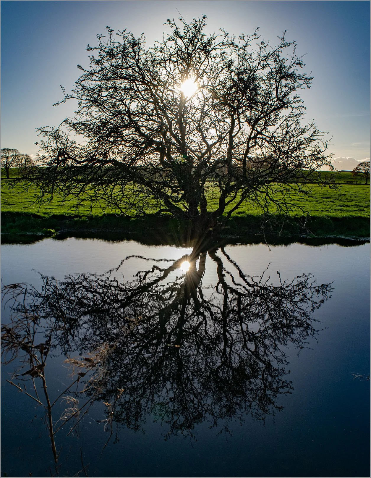 Tree at sunset by Sue Bee