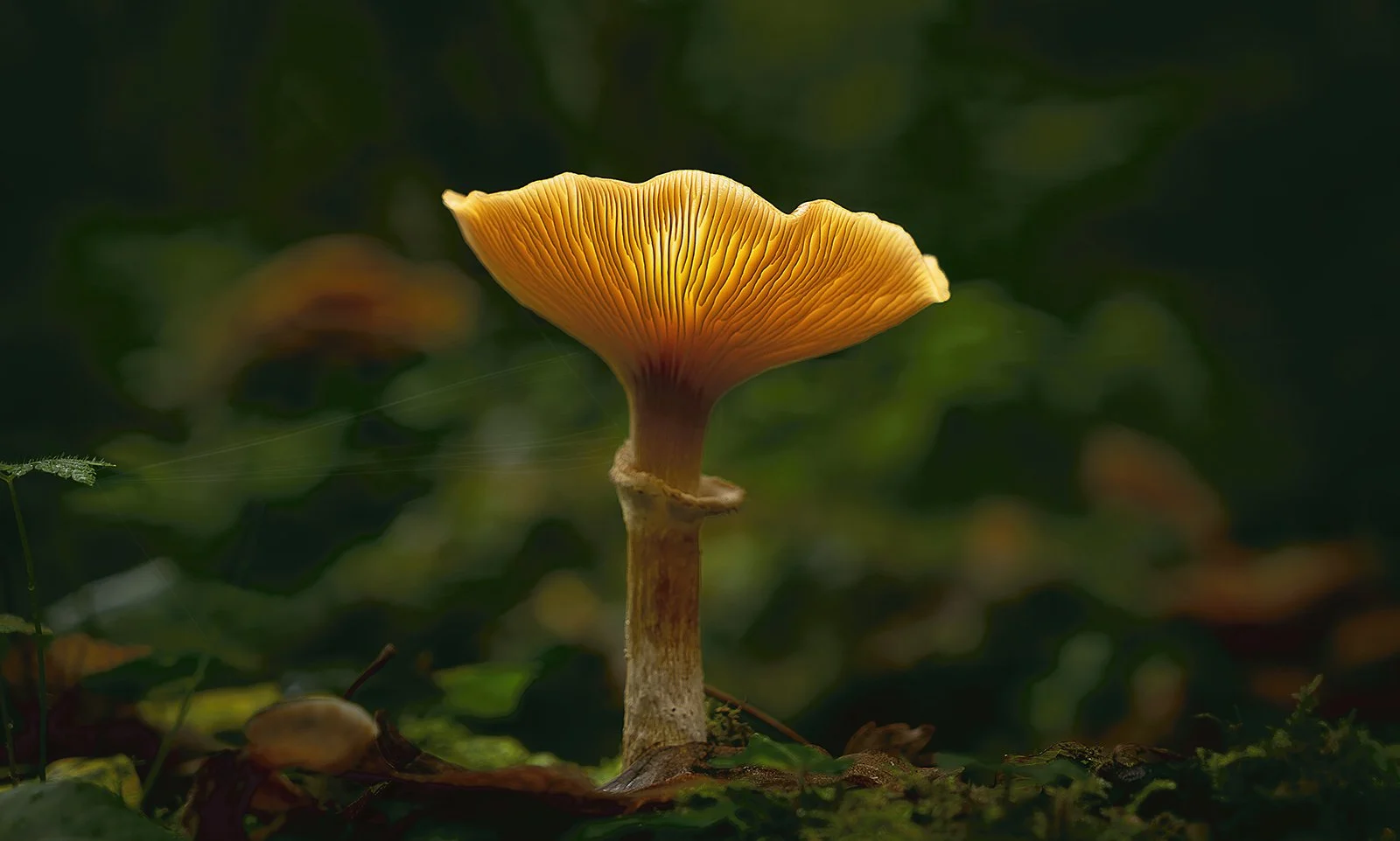 Fungi With Spider Web by Peter Thomasson