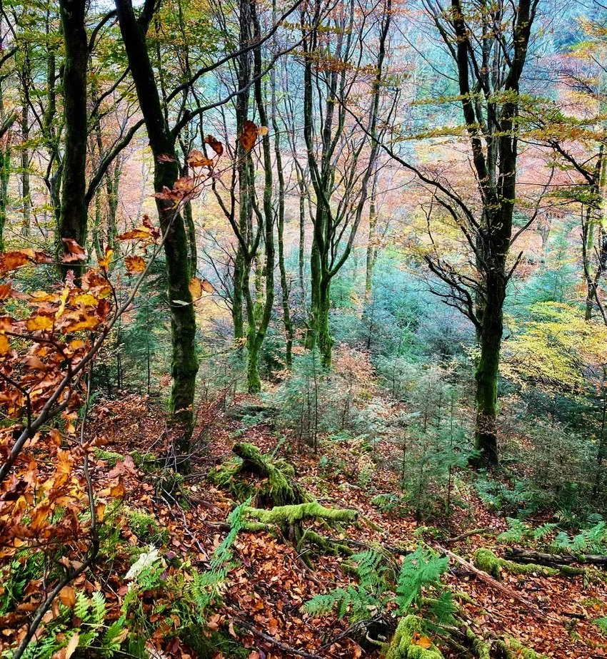Autumn In The Forest by Margaret Edwards