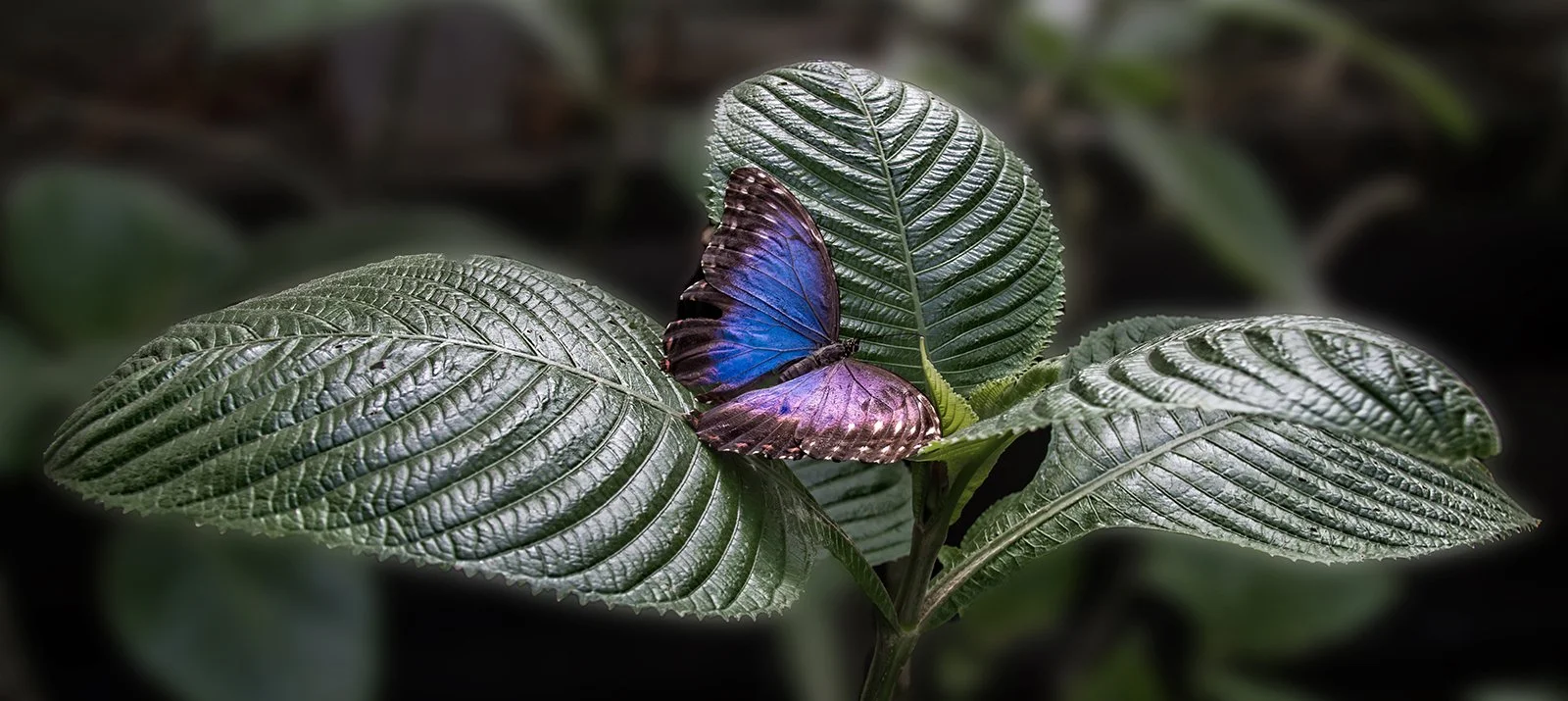 Blue Morphos Butterfly by Alan Bromiley