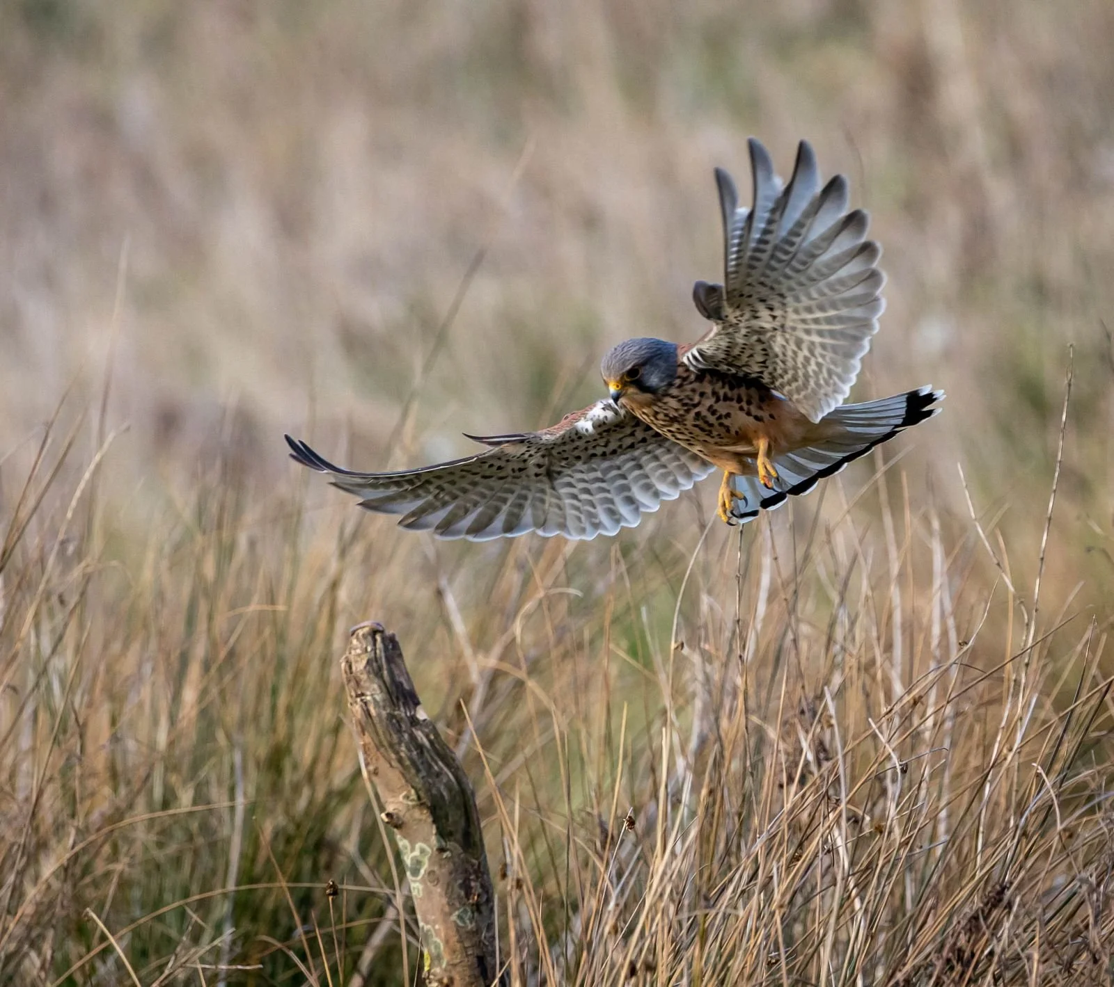 Swooping In by John Durham