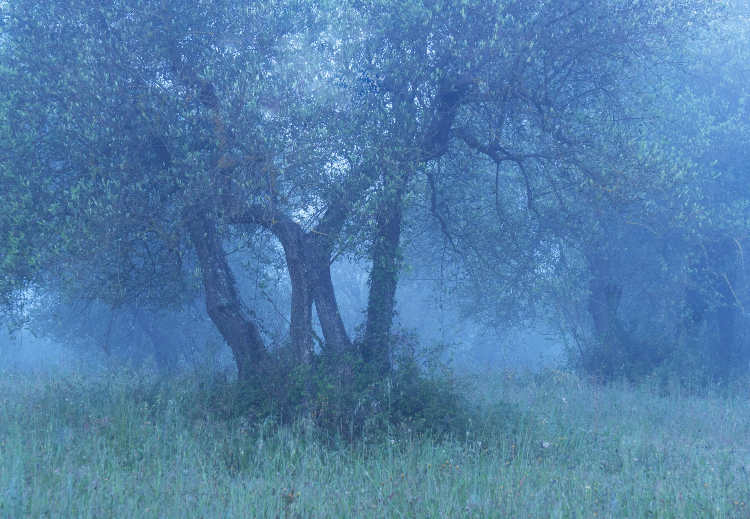 Mist In The Olive Trees by Margaret Edwards