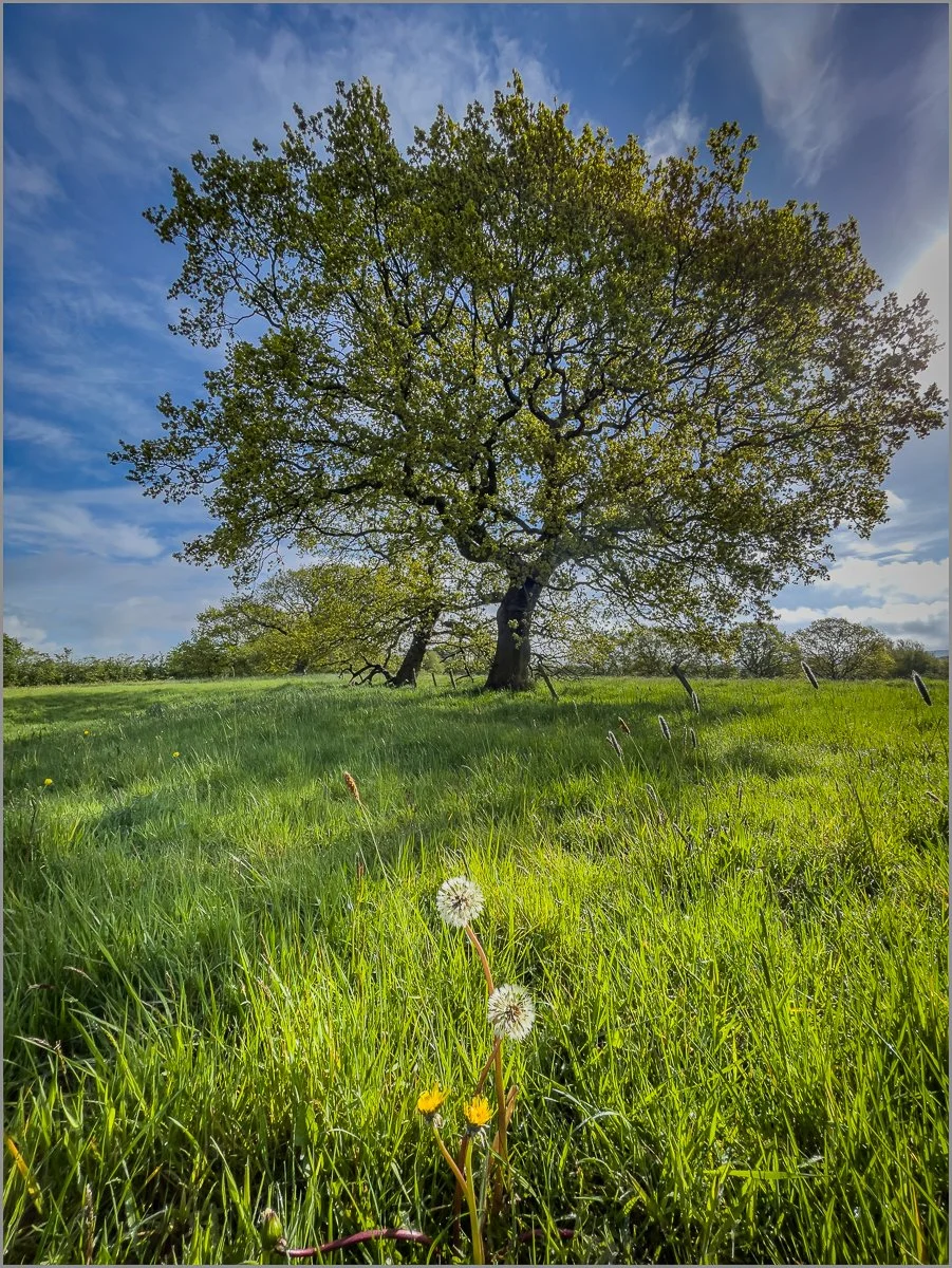 Small & Tall by David Hawkins