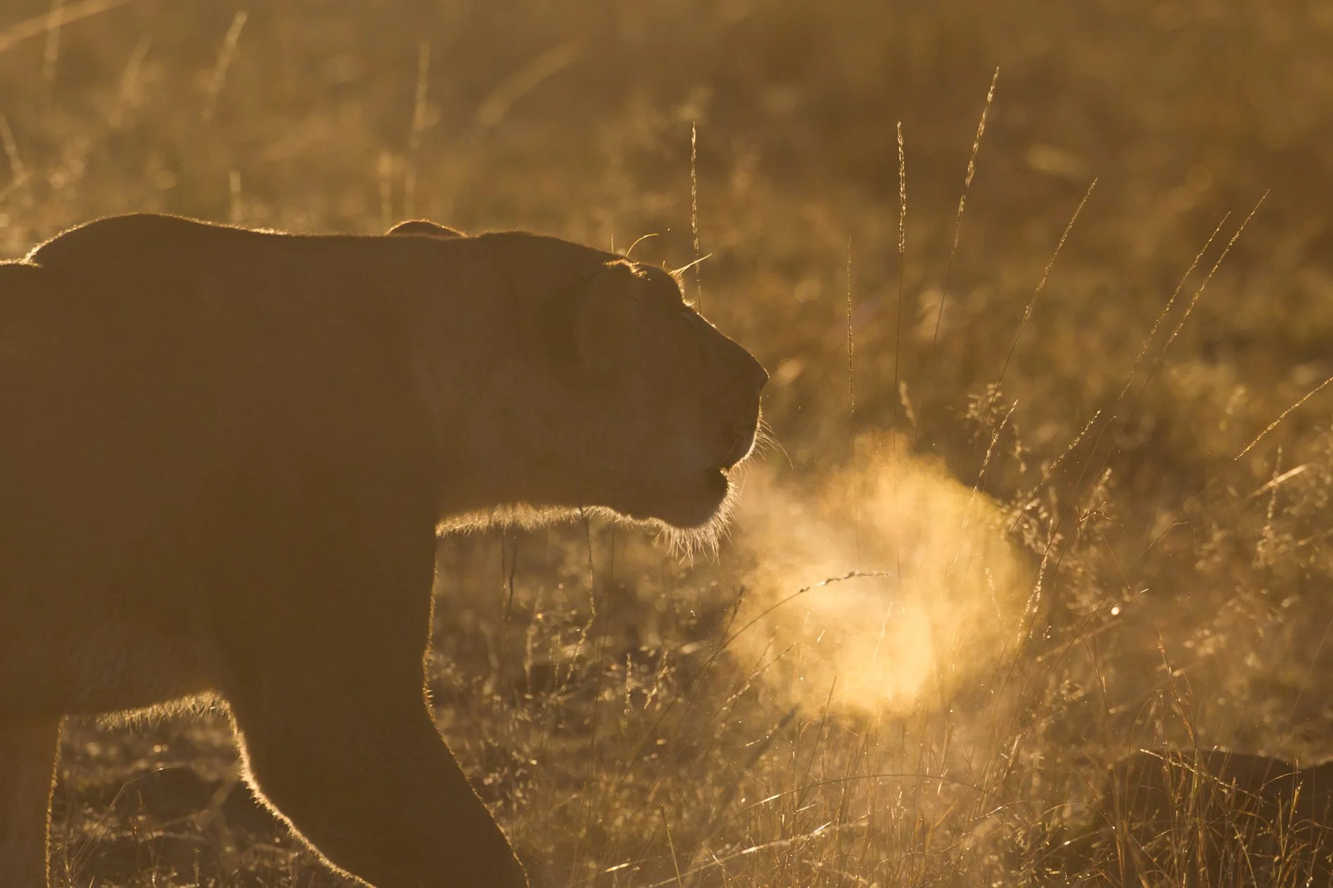 The Breath by Margaret Edwards
