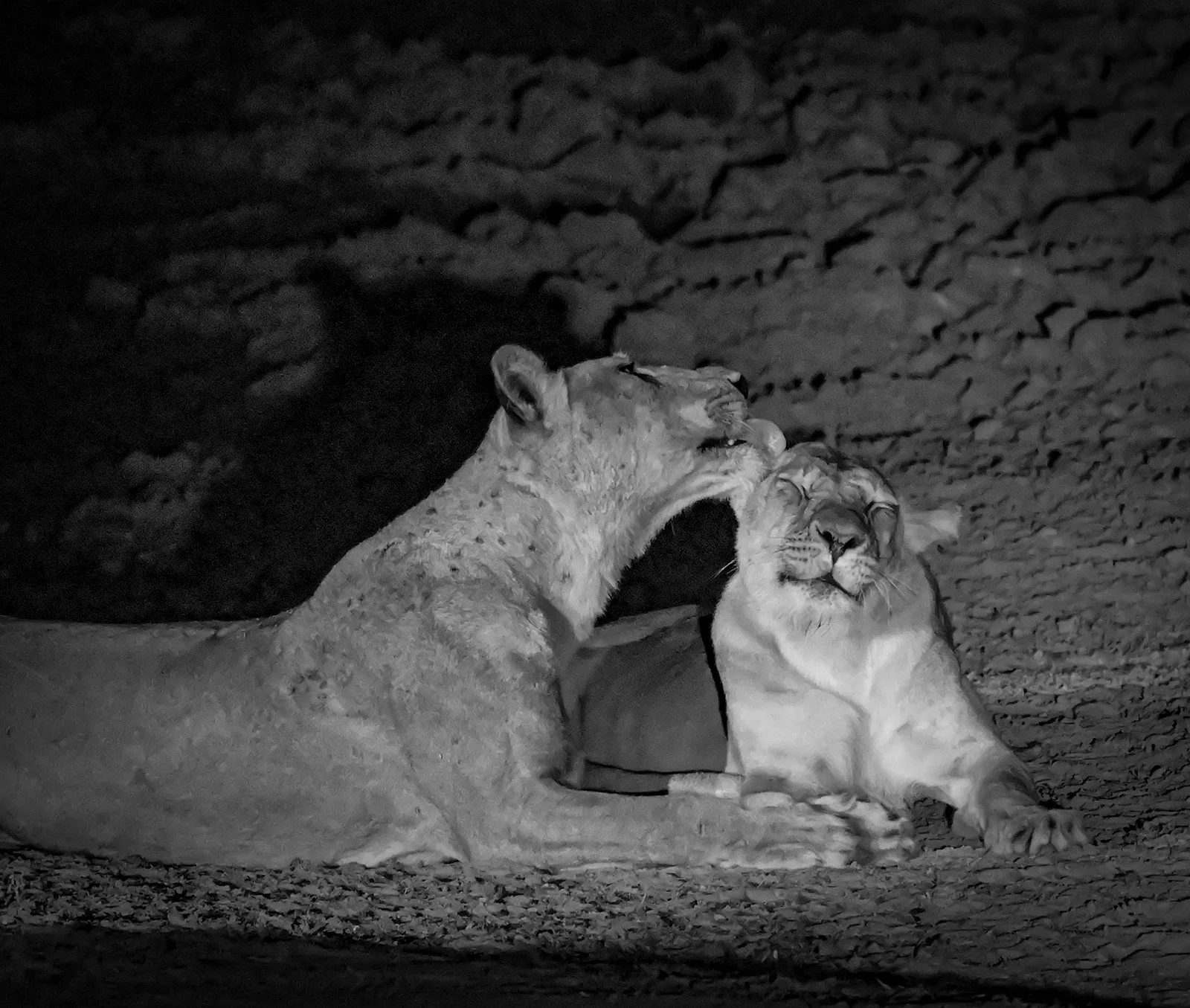 Lionesses at night, Zambia by Sue Bee