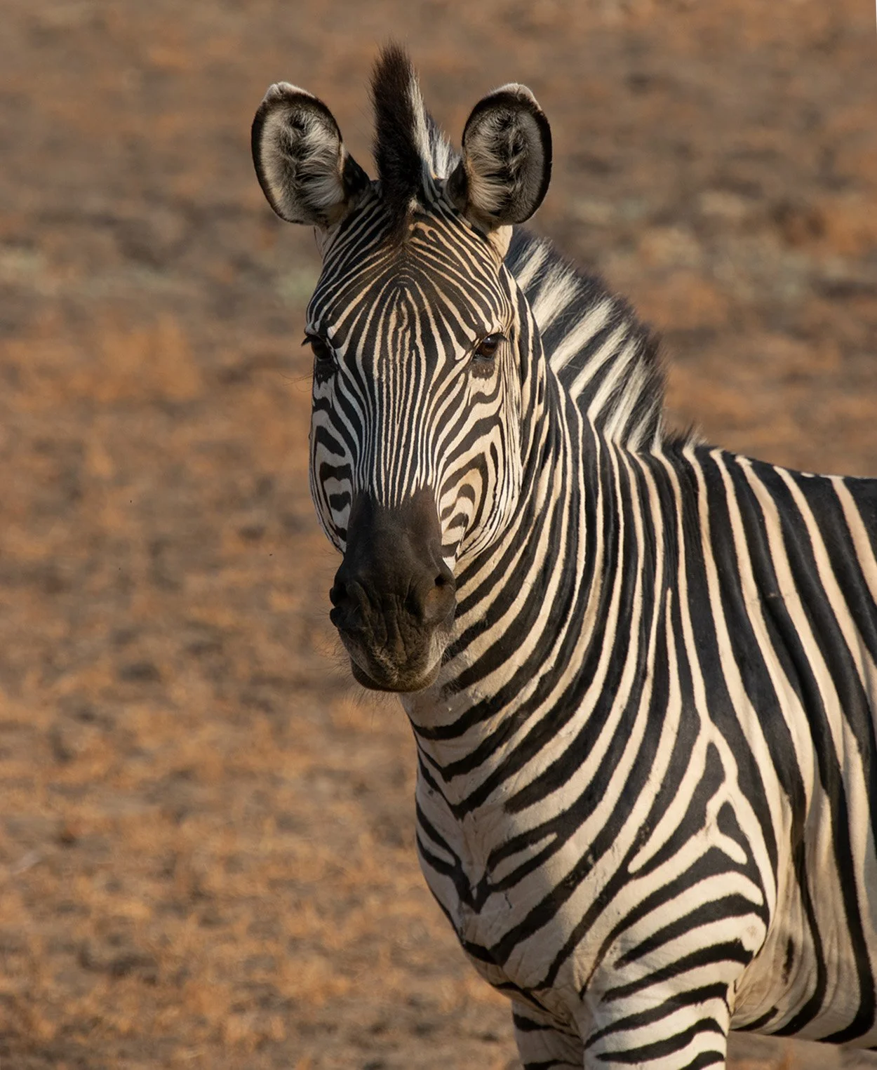 Zebra, Zambia by Sue Bee