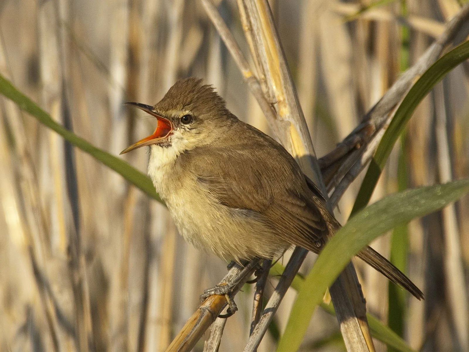 European Reed Warbler by Adrian Drummond-Hill