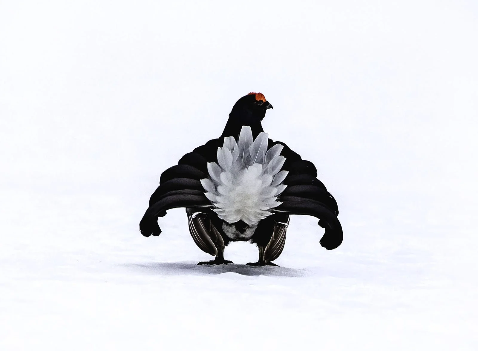 Black Grouse Lekking Display by John Durham