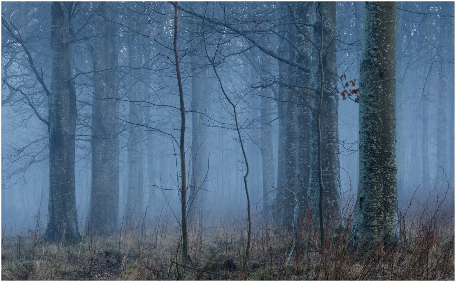 Mist In The Woods by Margaret Edwards