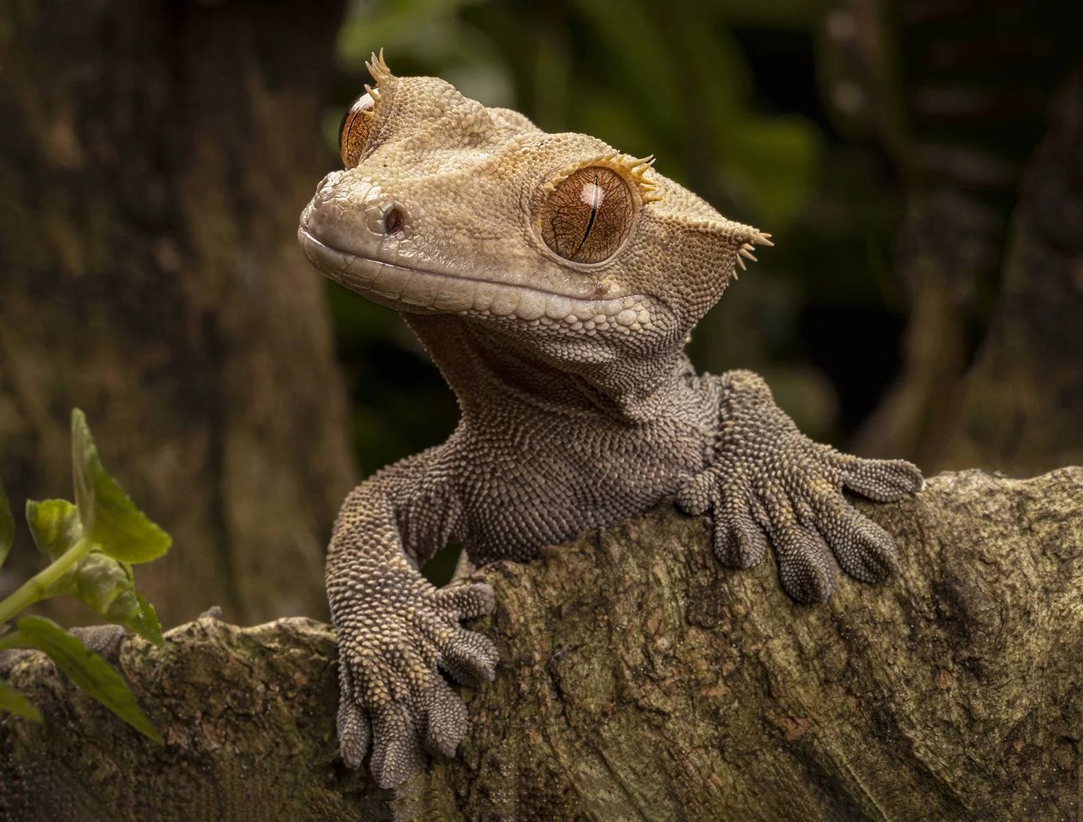 Californian Golden Crested Gecko by Alan Bromiley