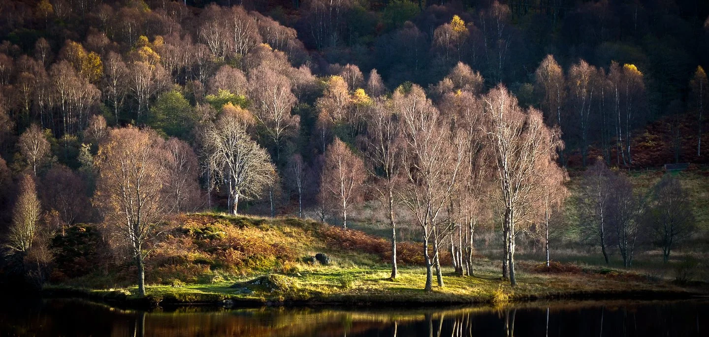 Sunlit Trees Pitlochry by David Hawkins