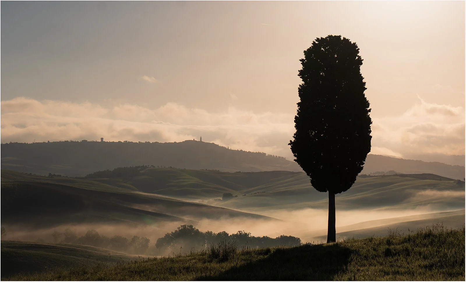 Tuscany Hills & Cypress Tree by Margaret Edwards