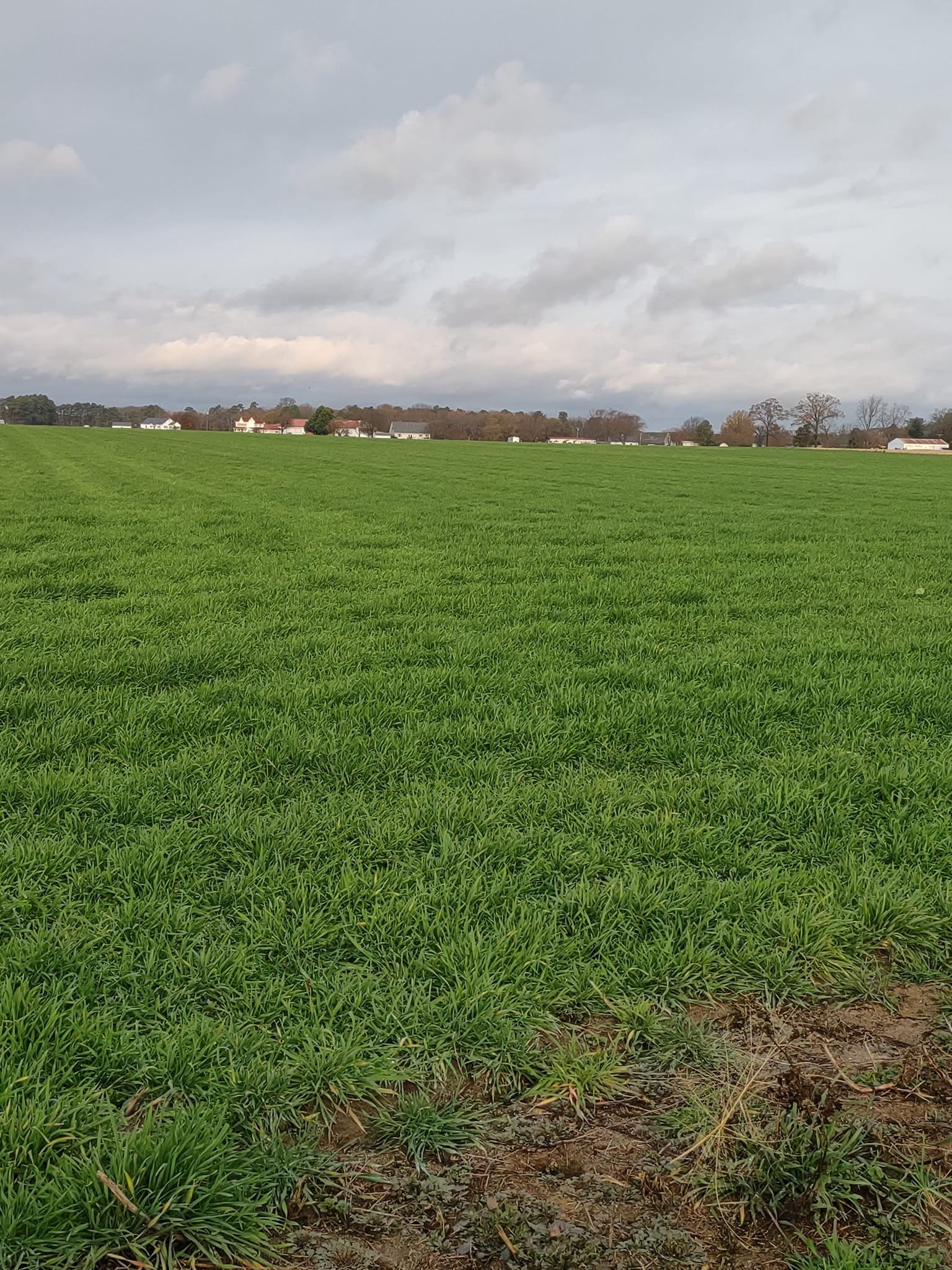 field Galestown.jpg