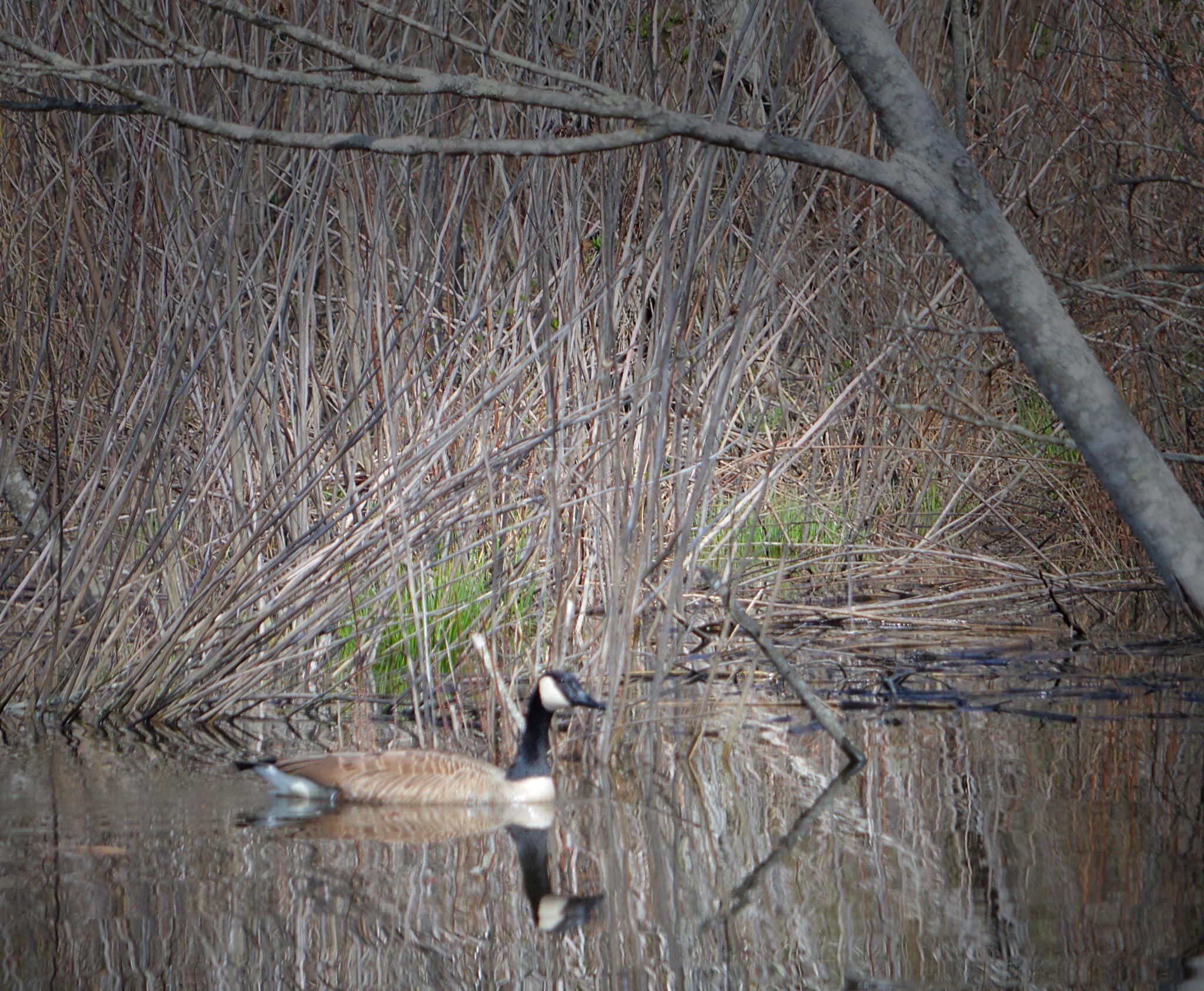 goose on pond.jpg