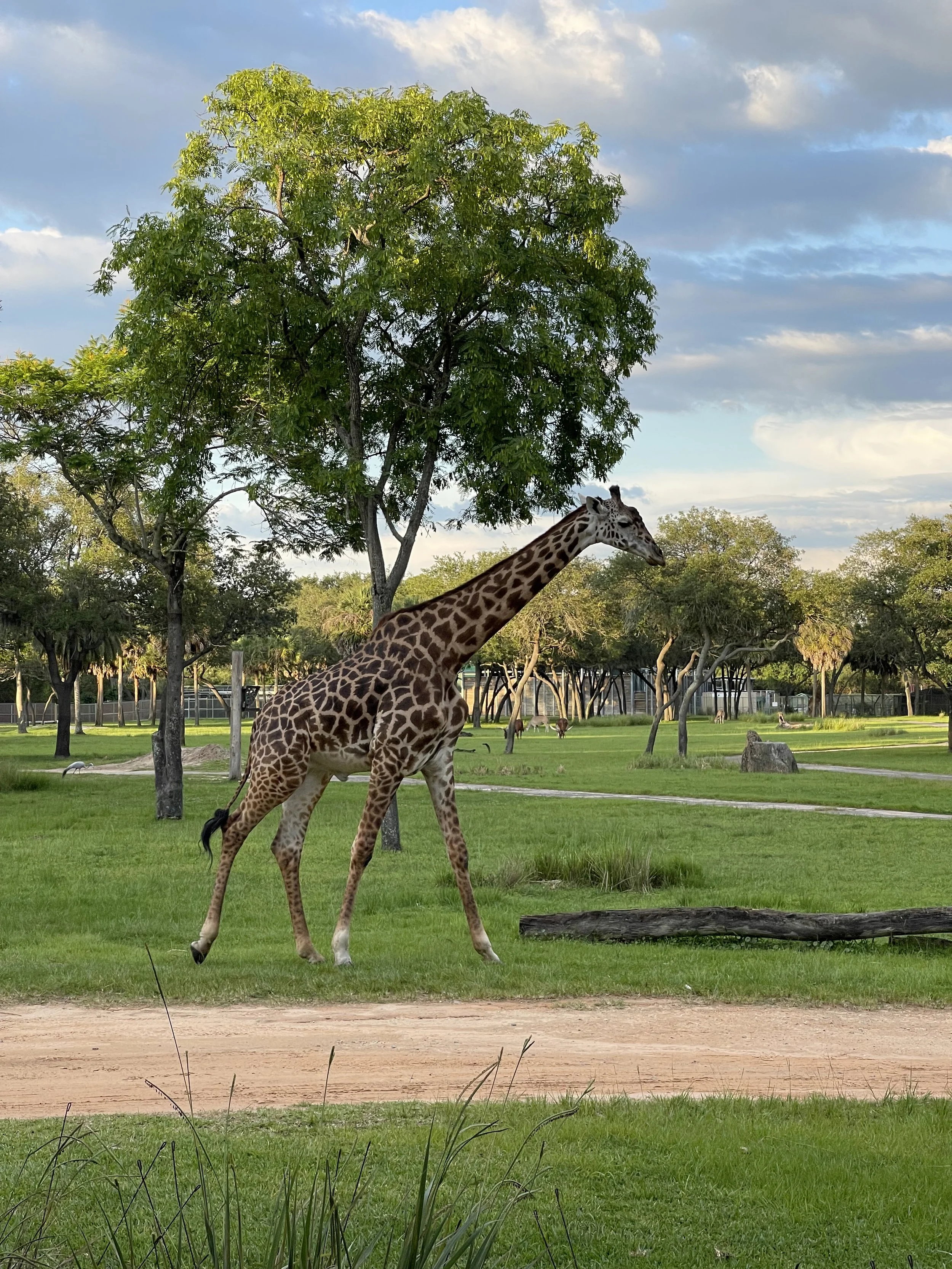 Giraffe on the Savanna