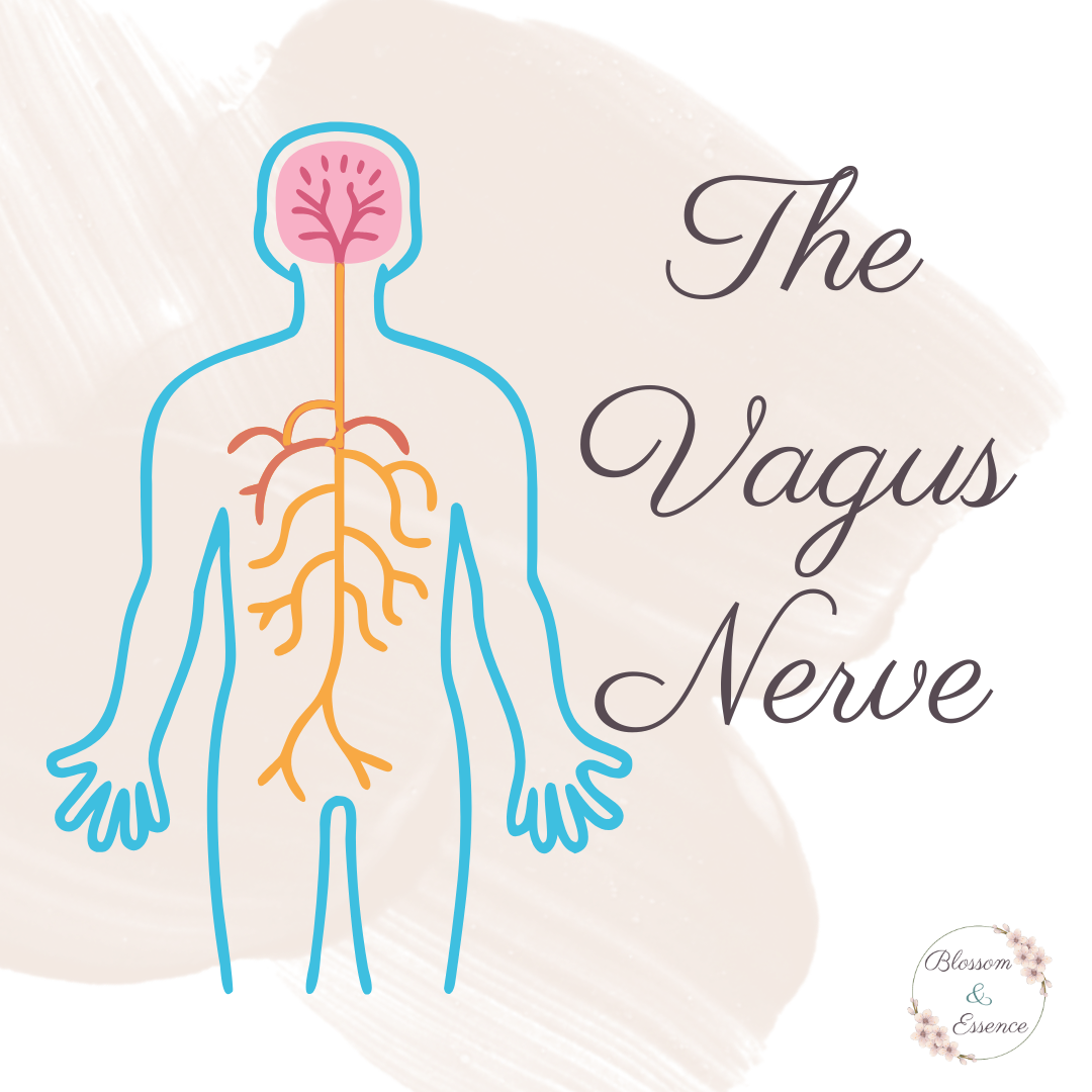 The Vagus Nerve: Your Body's Whisper of Calm and How to Listen