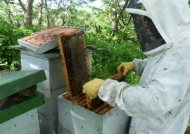 apiary.jpg