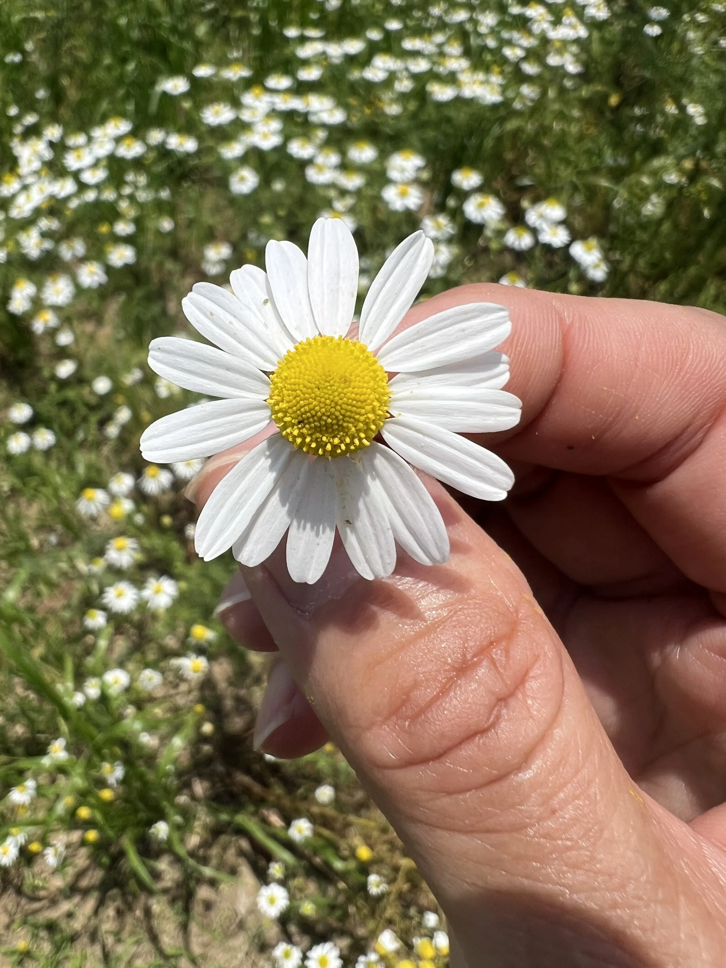 IMG_0852.jpeg