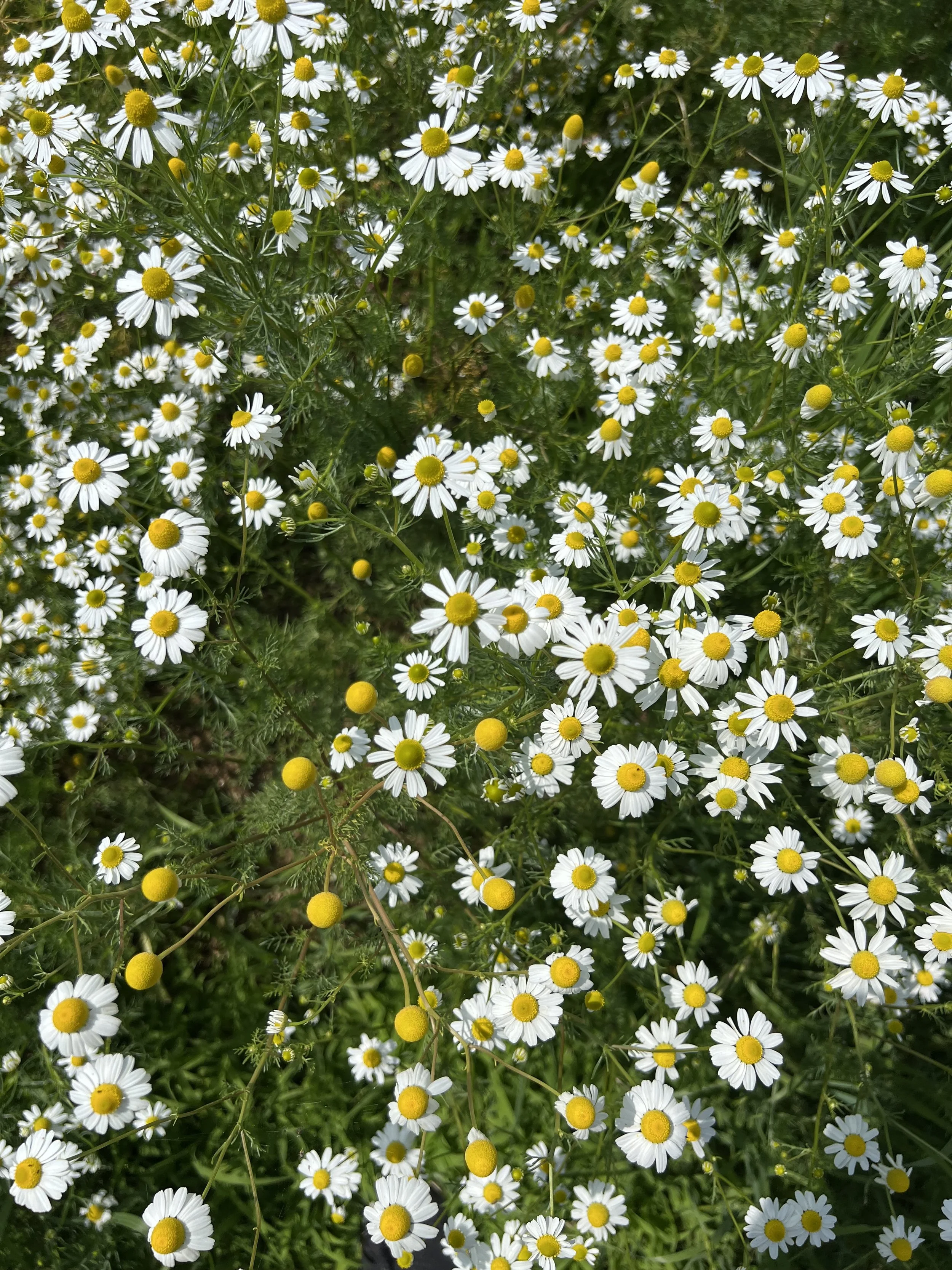 IMG_0778.jpeg