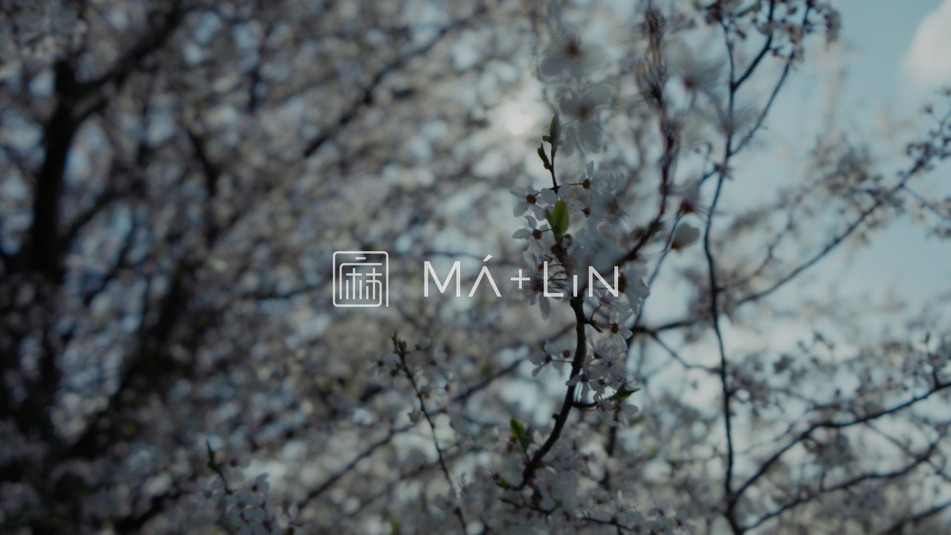 Blossoming tree branches with white flowers and 'MA+LIN' logo overlay.