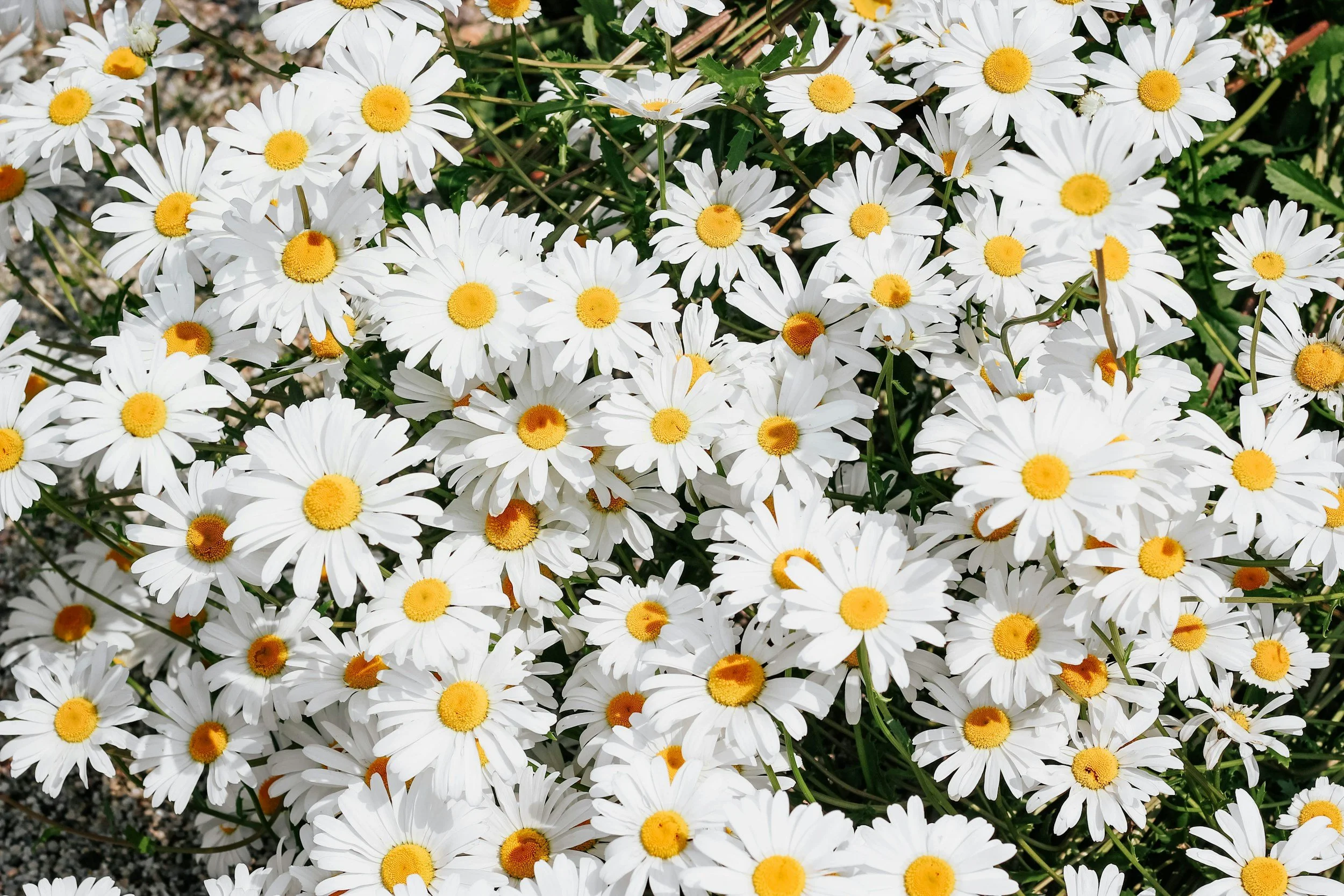 A dense cluster of white daisies with yellow centers in a garden.