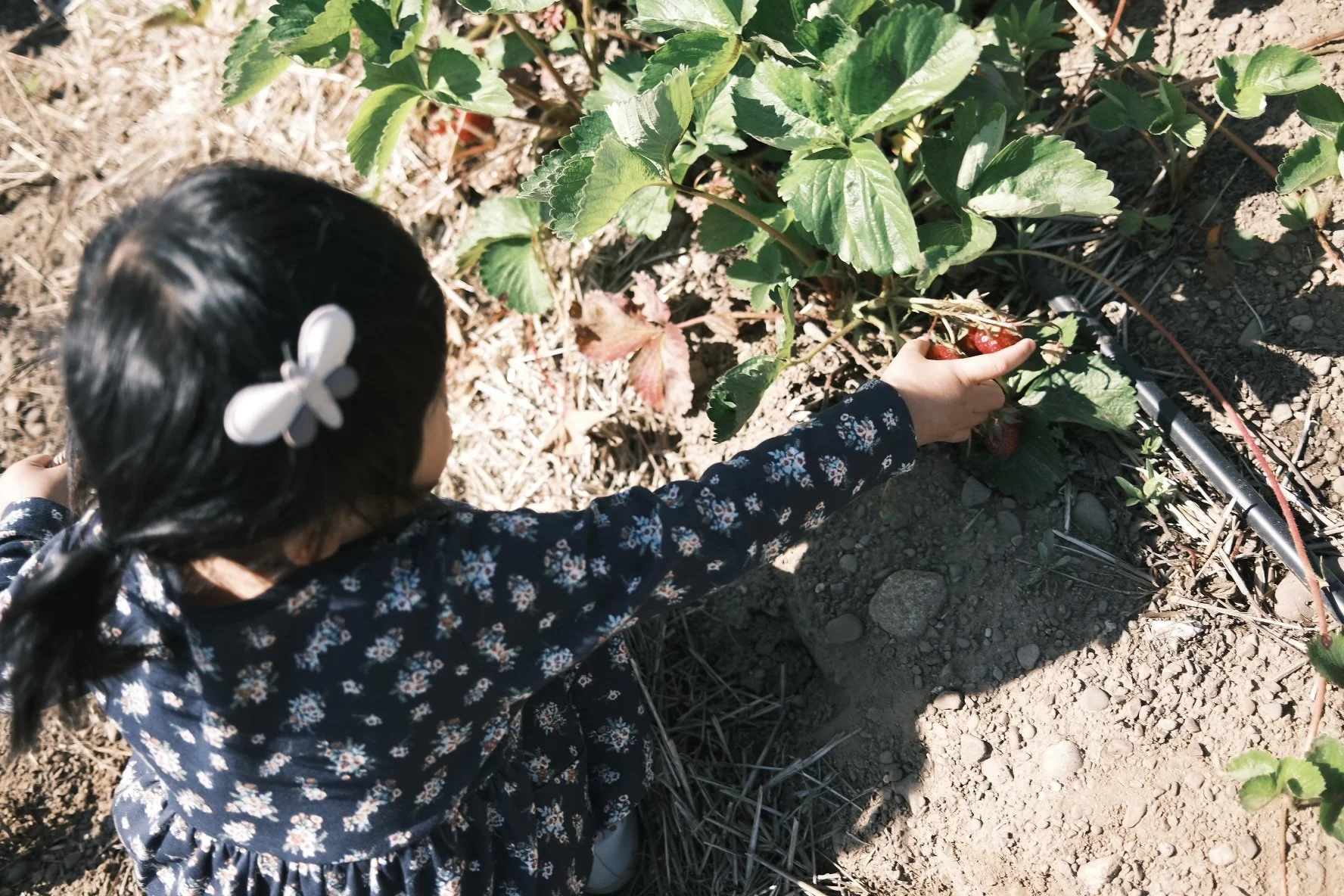 A young girl with dark hair in a ponytail, wearing a floral dress and a butterfly hair clip, picking strawberries in a garden
