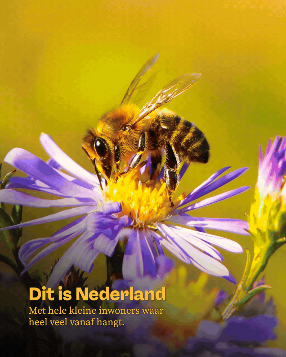 Copy of Dit is Nederland Template.gif